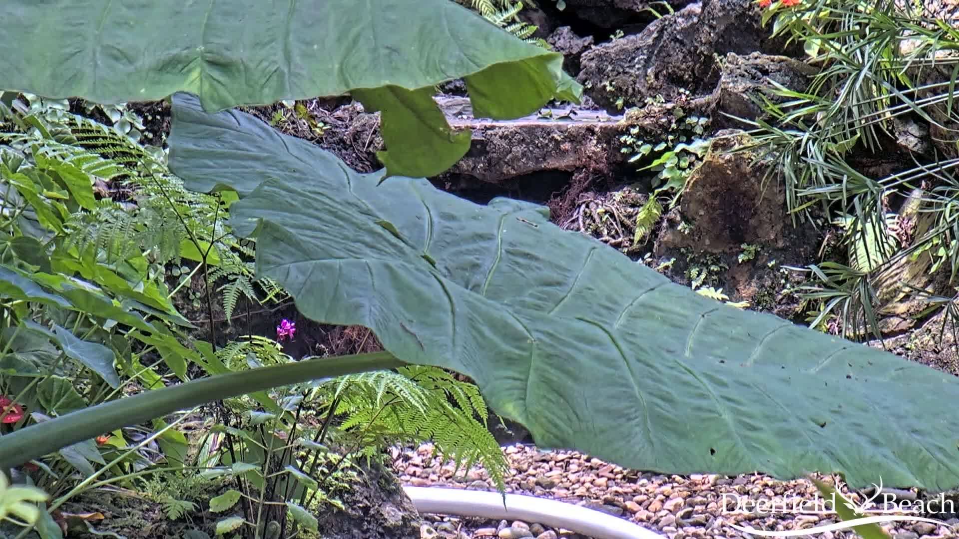 Deerfield Beach City Arboretum at Constitution Park Live Cam - Deerfield Beach, Broward, Florida, USA