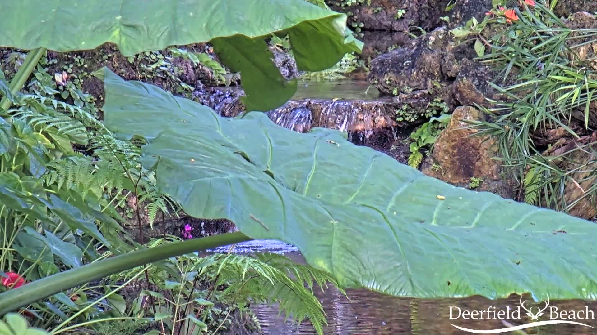Deerfield Beach City Arboretum at Constitution Park Live Cam - Deerfield Beach, Broward, Florida, USA