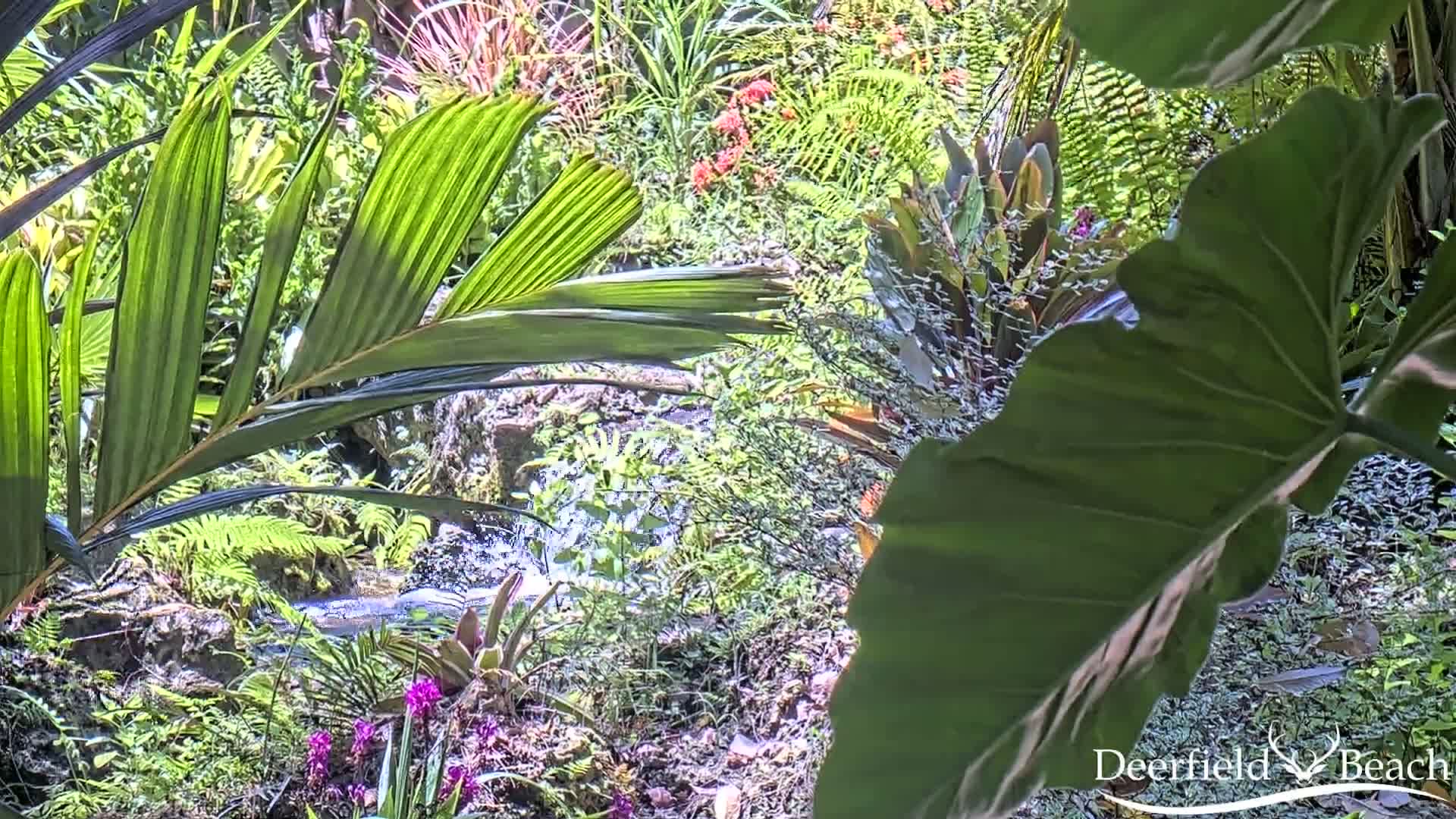 Deerfield Beach City Arboretum at Constitution Park Live Cam - Deerfield Beach, Broward, Florida, USA