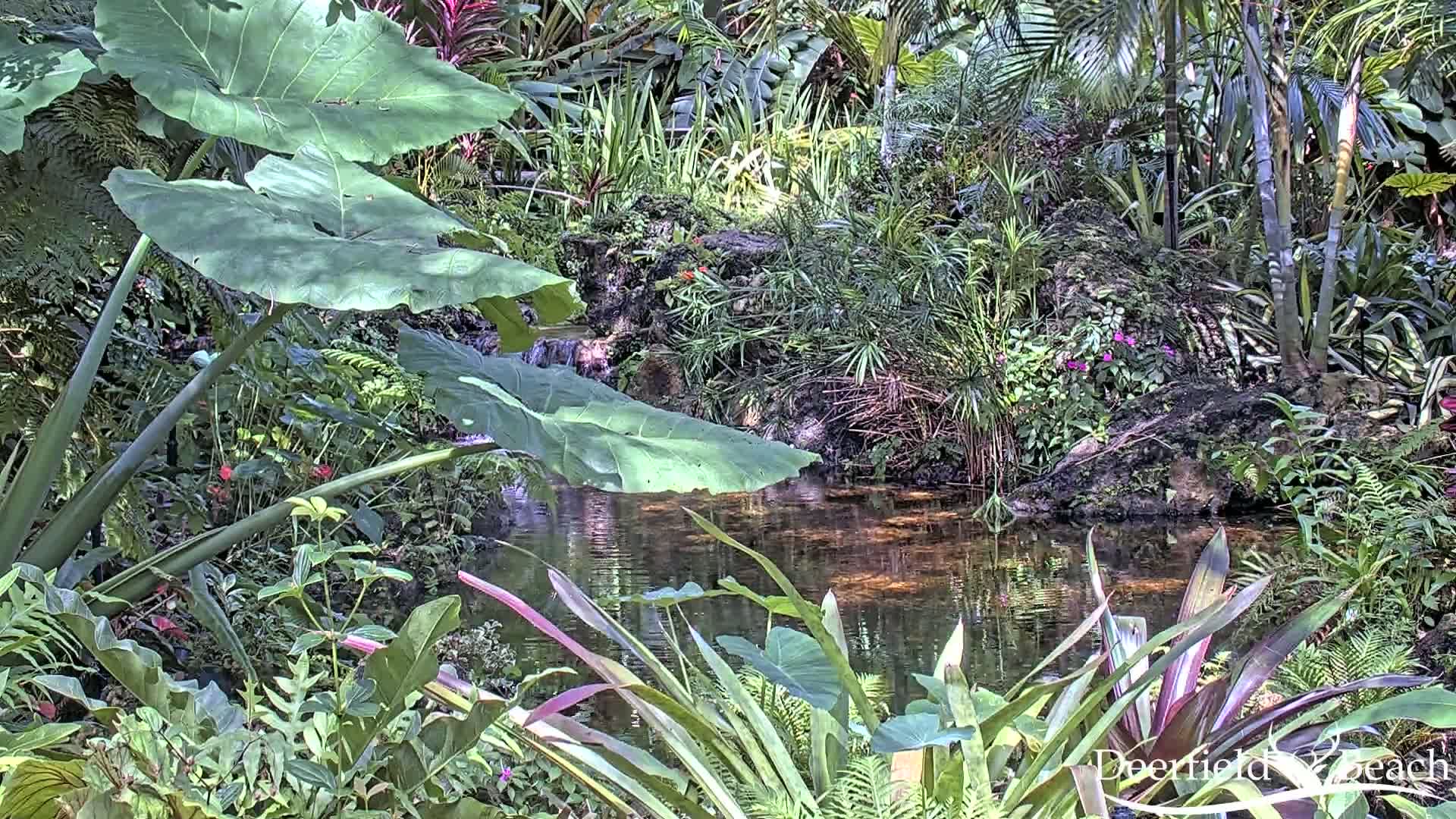 Deerfield Beach City Arboretum at Constitution Park Live Cam - Deerfield Beach, Broward, Florida, USA