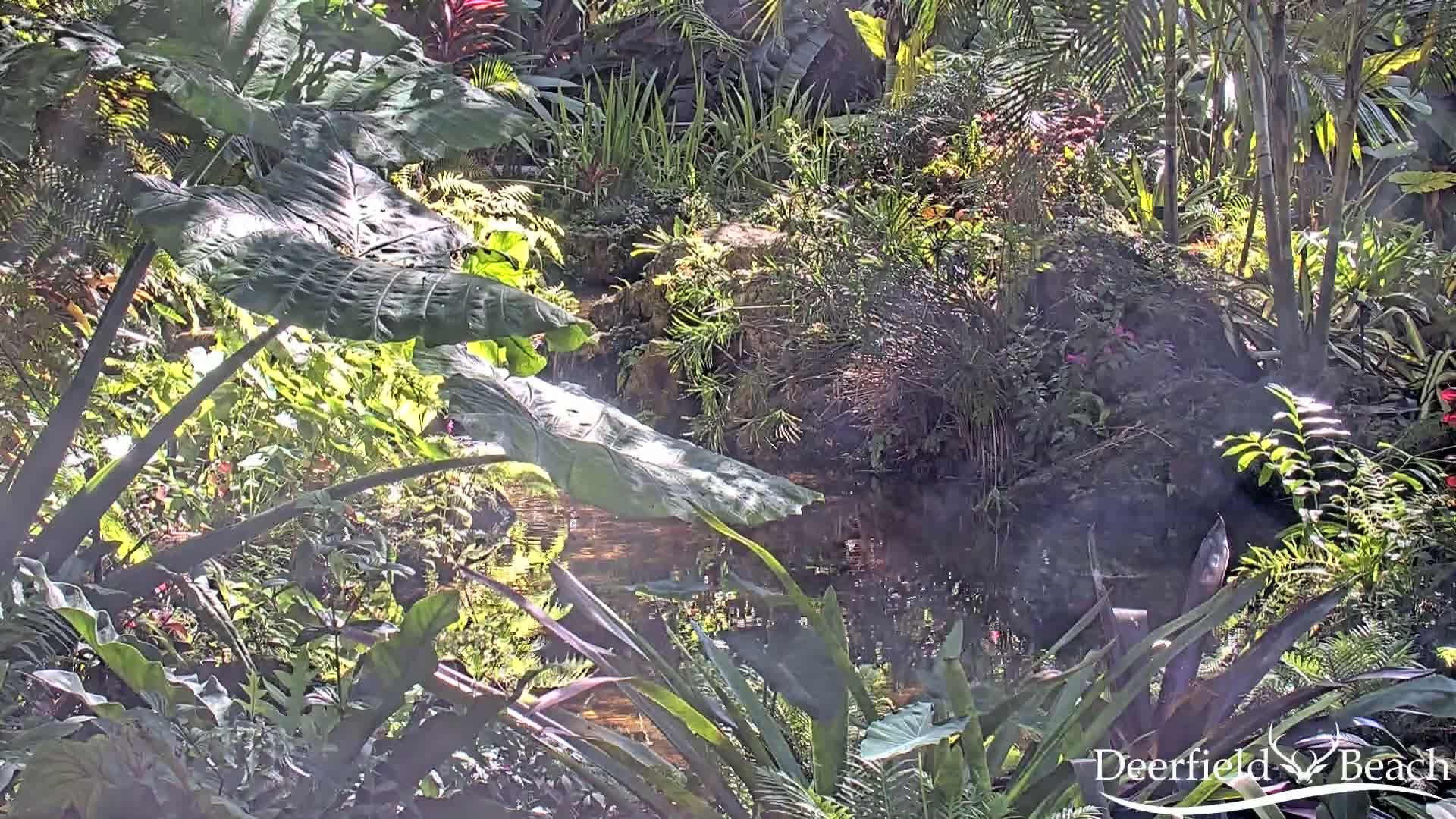 Deerfield Beach City Arboretum at Constitution Park Live Cam - Deerfield Beach, Broward, Florida, USA