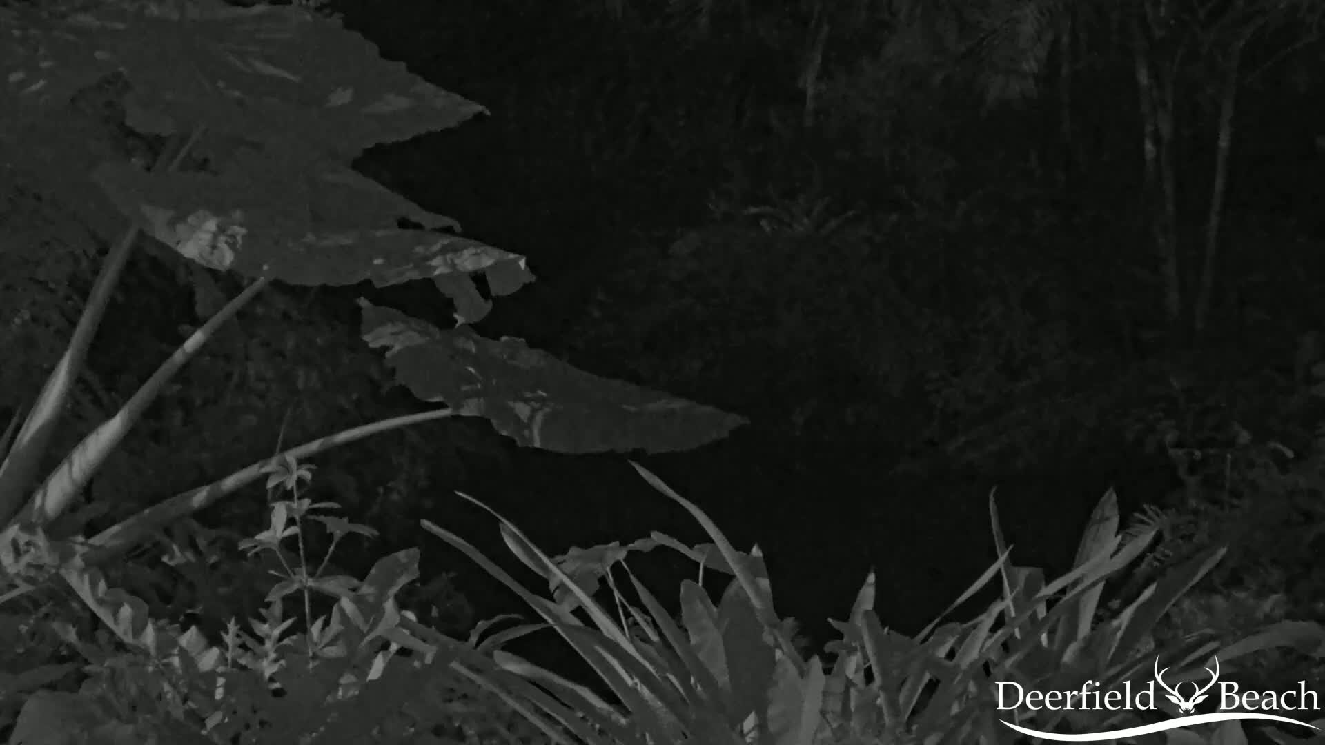 Deerfield Beach City Arboretum at Constitution Park Live Cam - Deerfield Beach, Broward, Florida, USA
