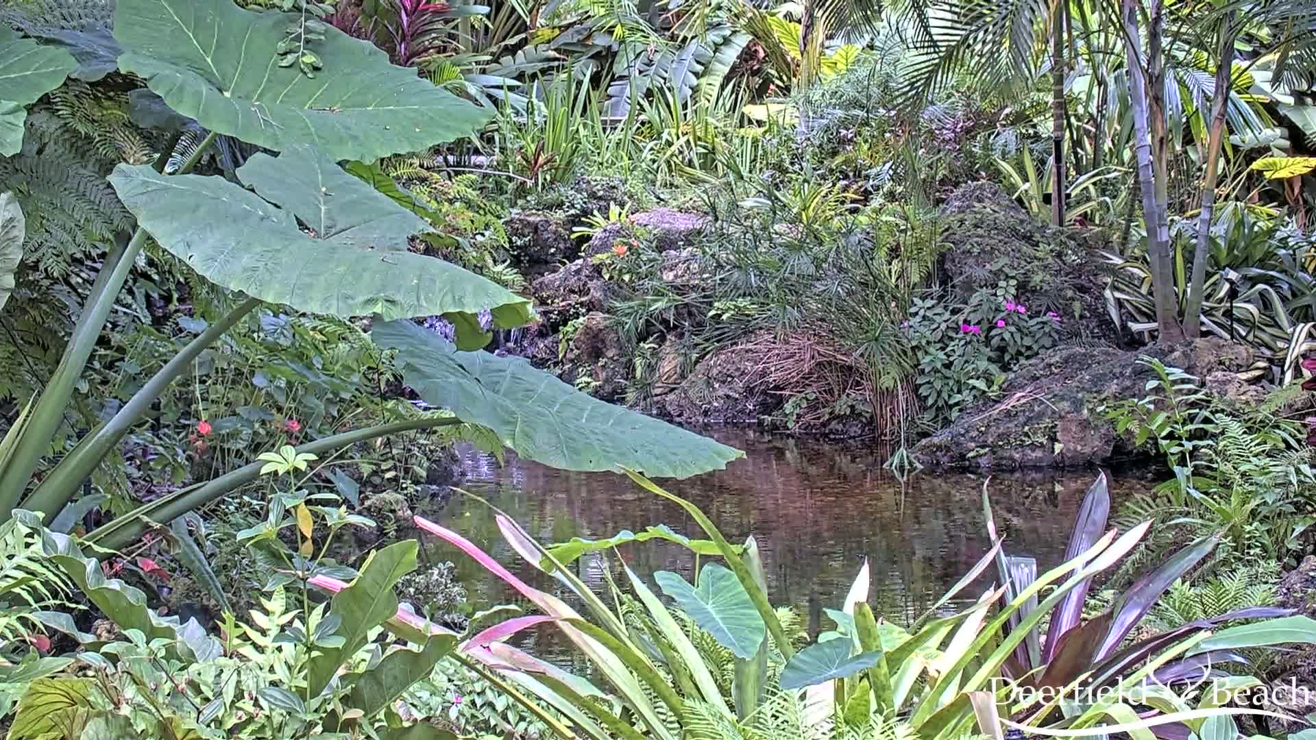 Deerfield Beach City Arboretum at Constitution Park Live Cam - Deerfield Beach, Broward, Florida, USA
