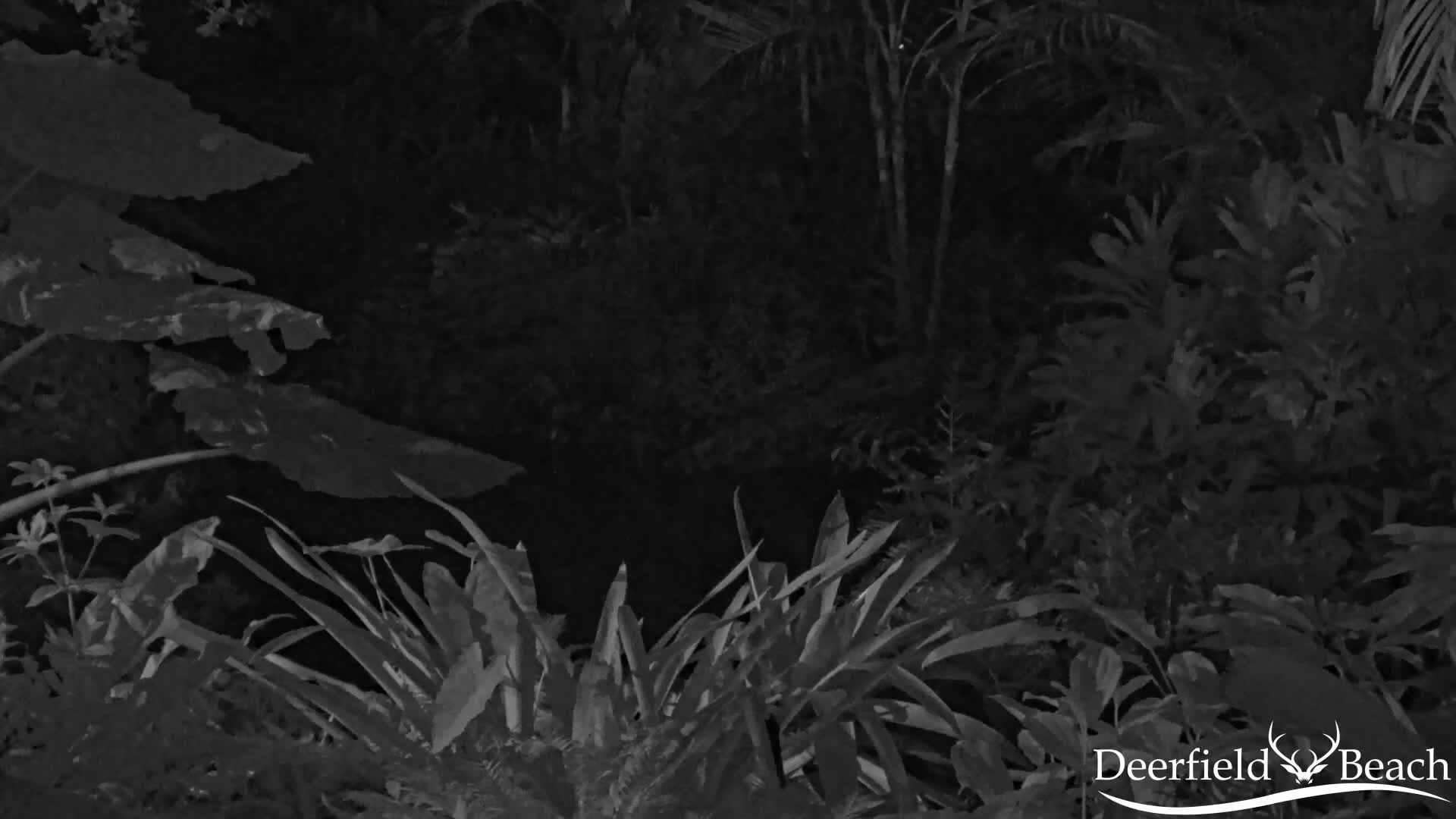 A nighttime, grayscale image shows dense, leafy foliage.