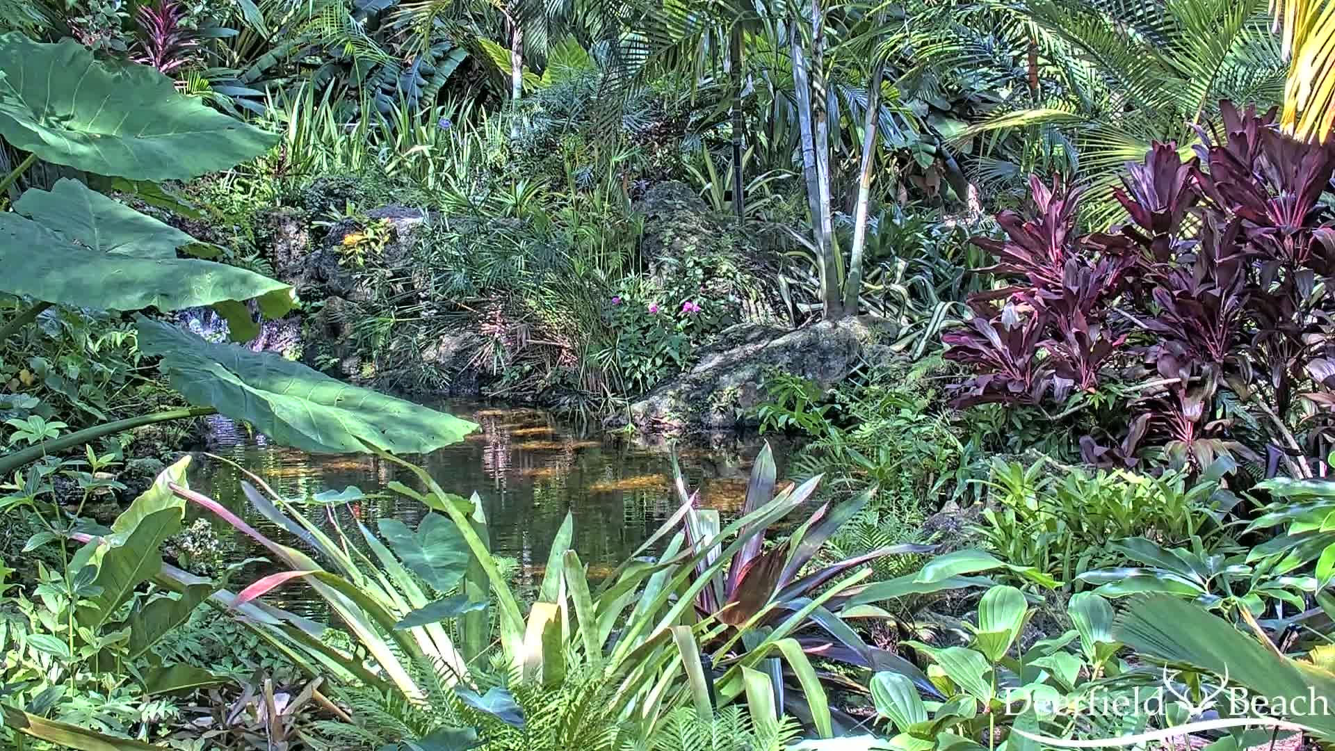 Deerfield Beach City Arboretum at Constitution Park Live Cam - Deerfield Beach, Broward, Florida, USA