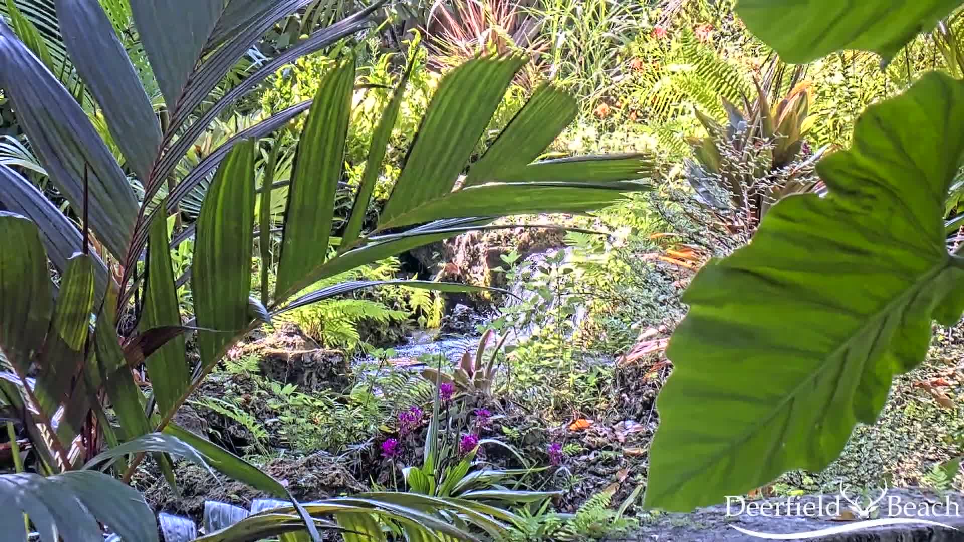Deerfield Beach City Arboretum at Constitution Park Live Cam - Deerfield Beach, Broward, Florida, USA