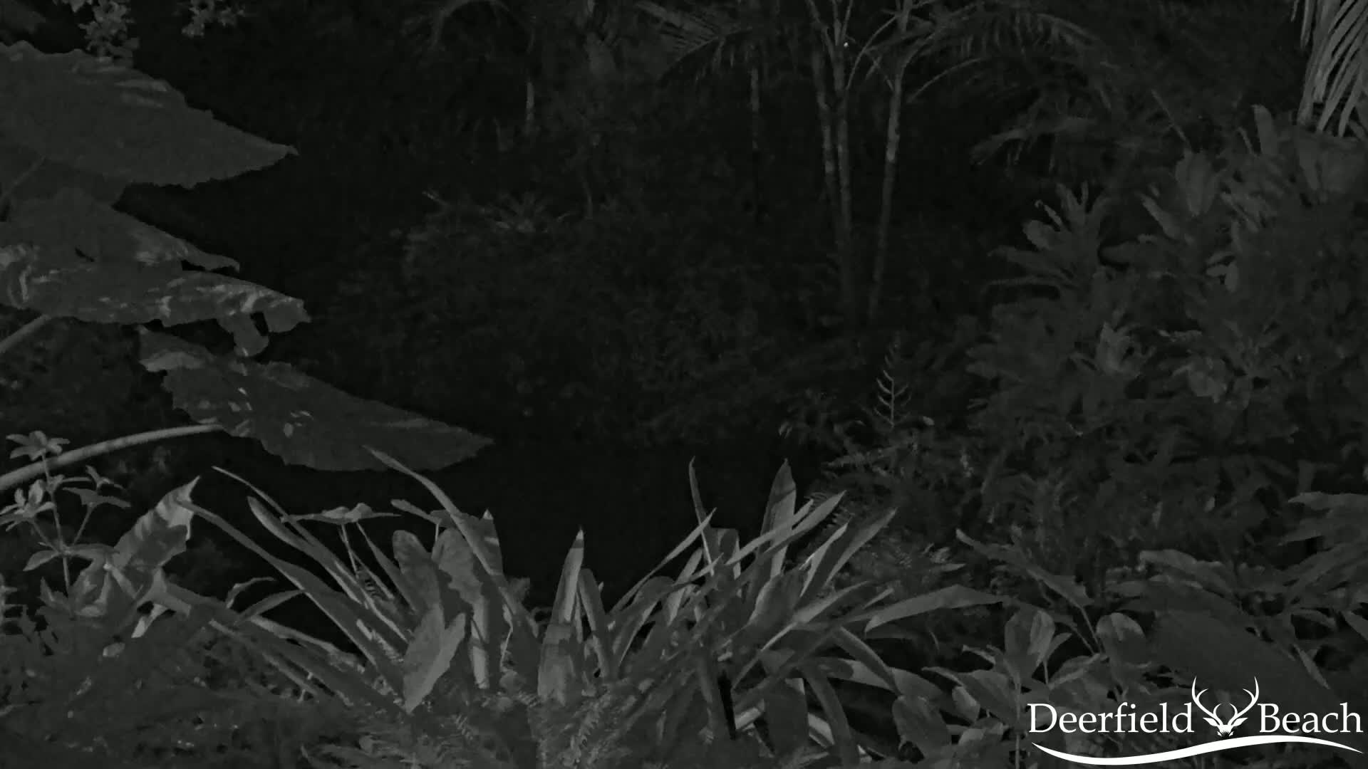 Deerfield Beach City Arboretum at Constitution Park Live Cam - Deerfield Beach, Broward, Florida, USA