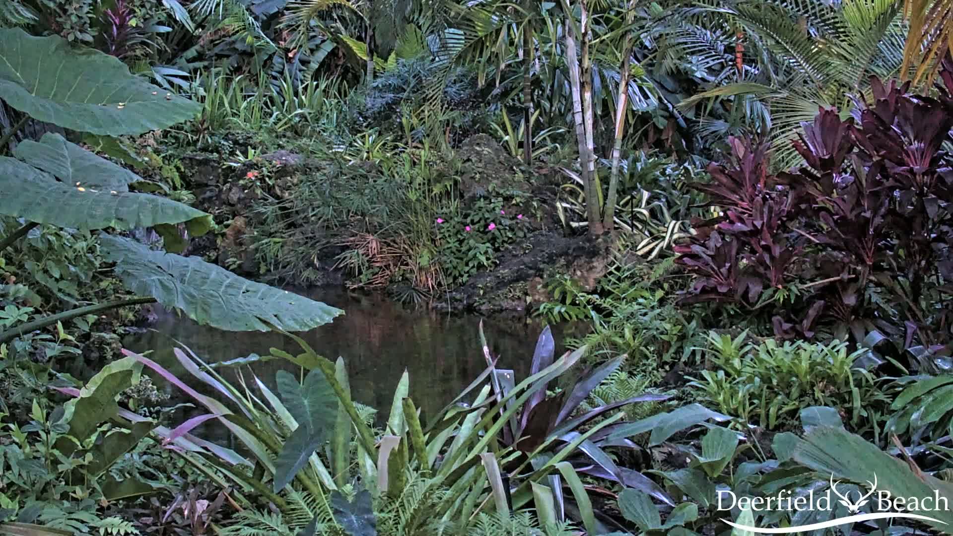 Deerfield Beach City Arboretum at Constitution Park Live Cam - Deerfield Beach, Broward, Florida, USA
