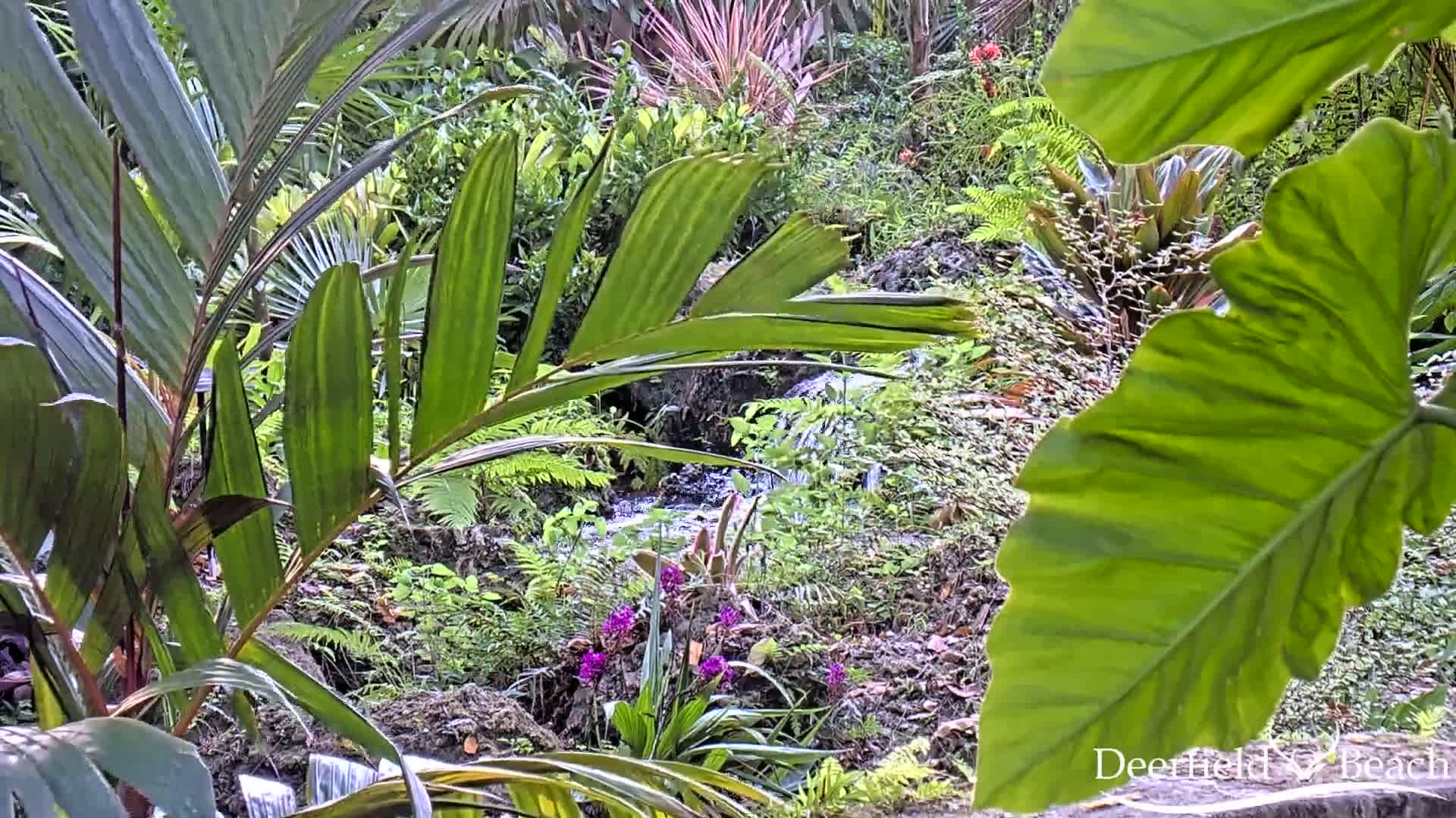 Deerfield Beach City Arboretum at Constitution Park Live Cam - Deerfield Beach, Broward, Florida, USA