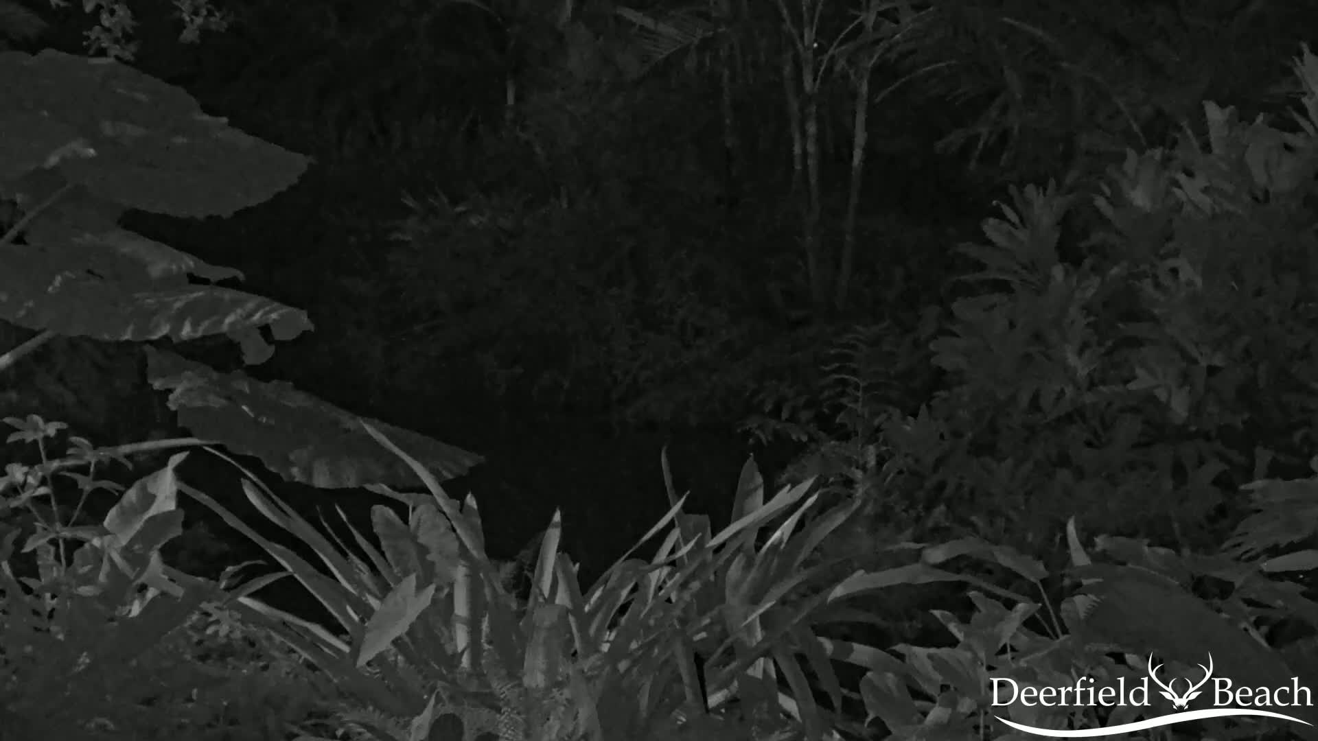 Deerfield Beach City Arboretum at Constitution Park Live Cam - Deerfield Beach, Broward, Florida, USA