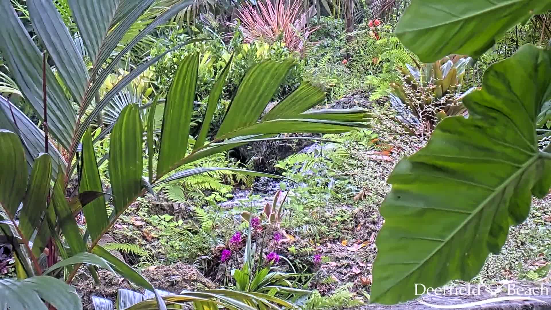 Deerfield Beach City Arboretum at Constitution Park Live Cam - Deerfield Beach, Broward, Florida, USA