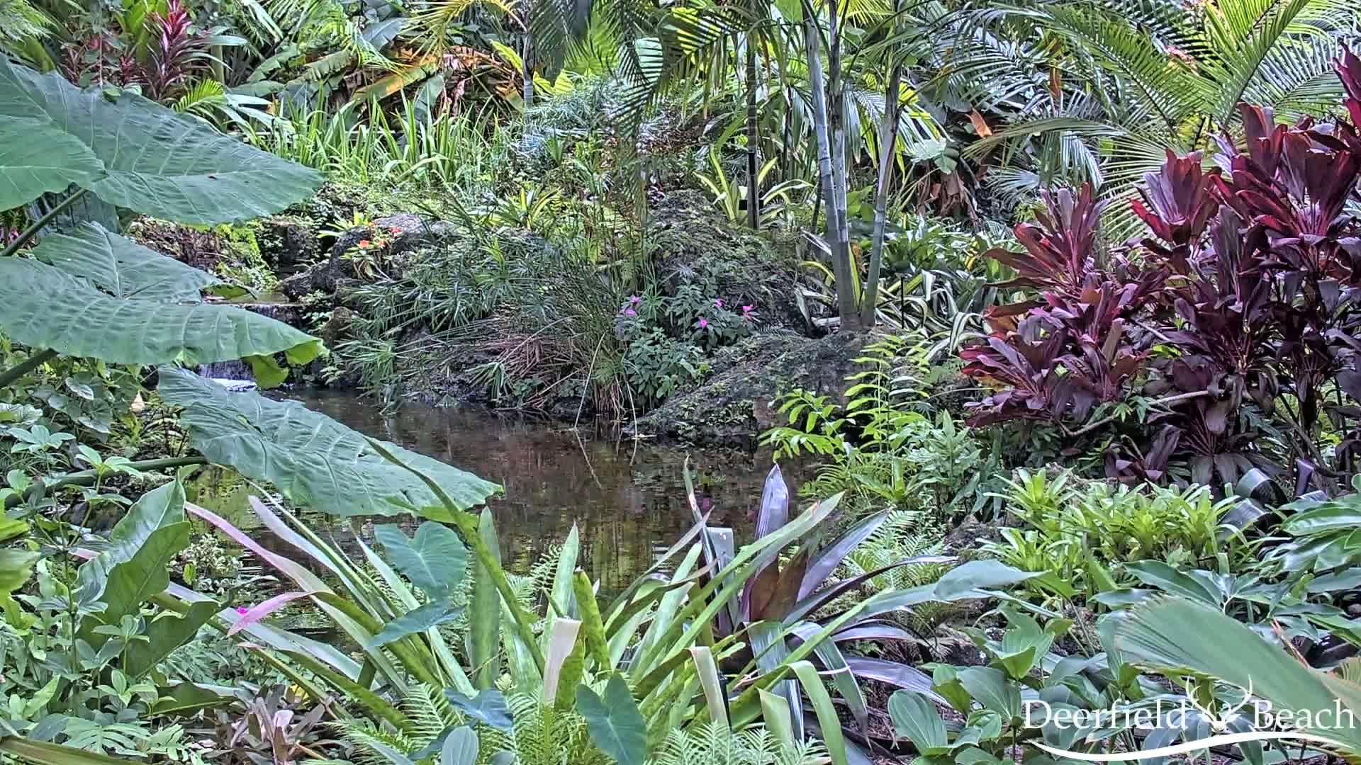 Deerfield Beach City Arboretum at Constitution Park Live Cam - Deerfield Beach, Broward, Florida, USA