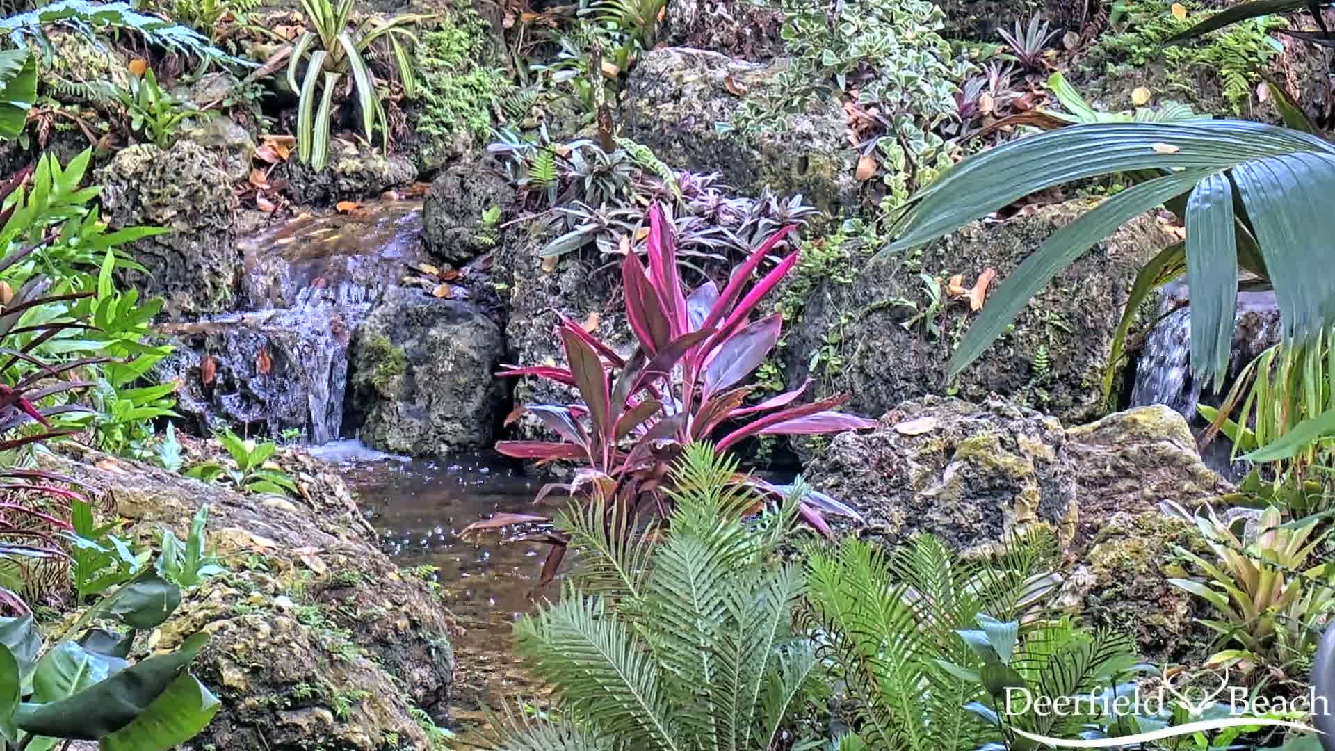 Deerfield Beach City Arboretum at Constitution Park Live Cam - Deerfield Beach, Broward, Florida, USA