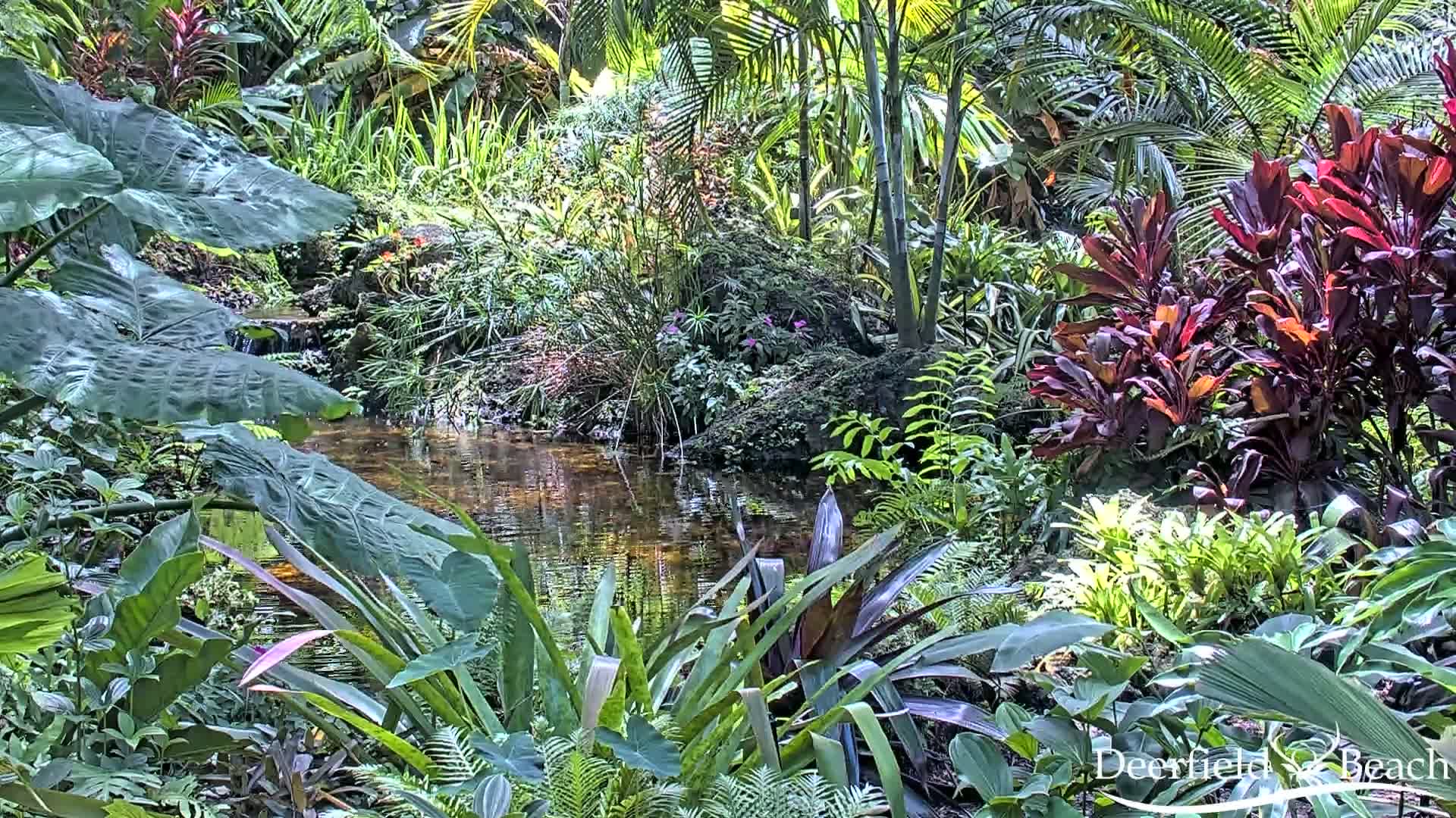 Deerfield Beach City Arboretum at Constitution Park Live Cam - Deerfield Beach, Broward, Florida, USA