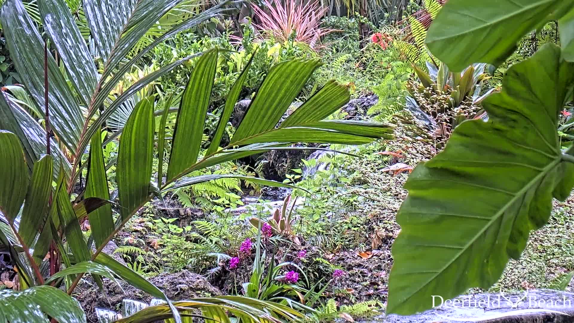 Deerfield Beach City Arboretum at Constitution Park Live Cam - Deerfield Beach, Broward, Florida, USA