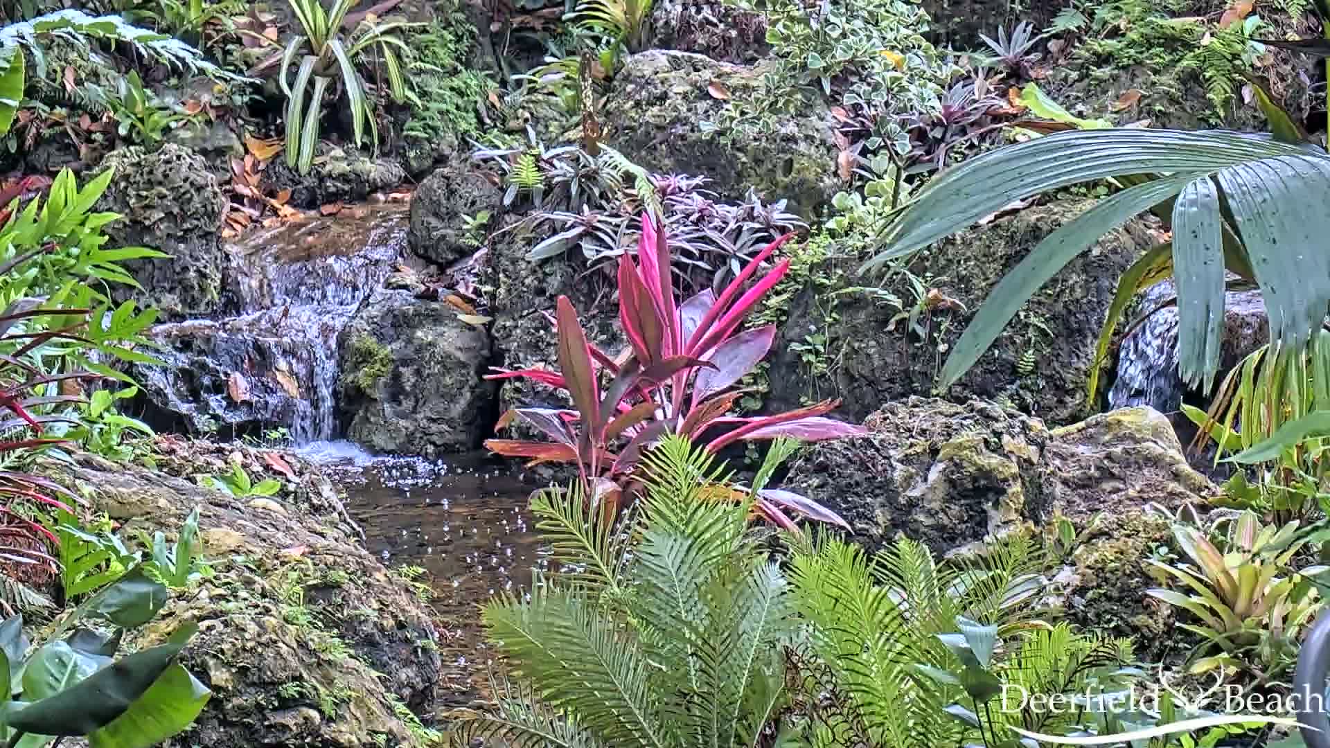 Deerfield Beach City Arboretum at Constitution Park Live Cam - Deerfield Beach, Broward, Florida, USA