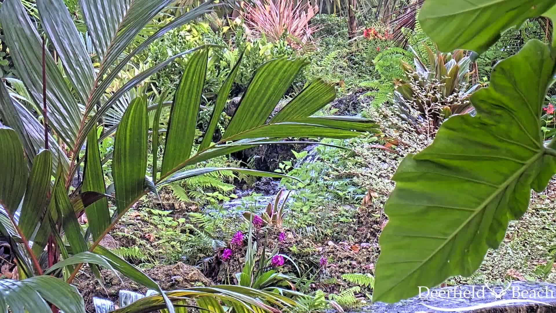 Deerfield Beach City Arboretum at Constitution Park Live Cam - Deerfield Beach, Broward, Florida, USA