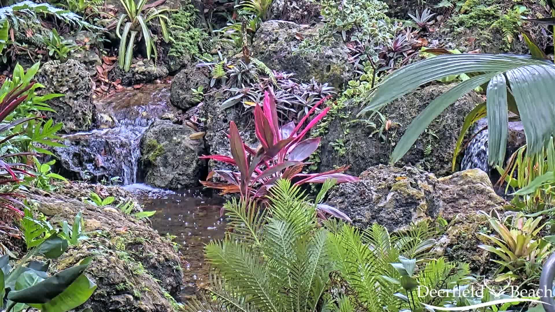 Deerfield Beach City Arboretum at Constitution Park Live Cam - Deerfield Beach, Broward, Florida, USA