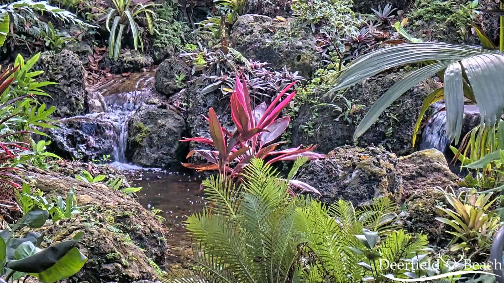 Deerfield Beach City Arboretum at Constitution Park Live Cam - Deerfield Beach, Broward, Florida, USA