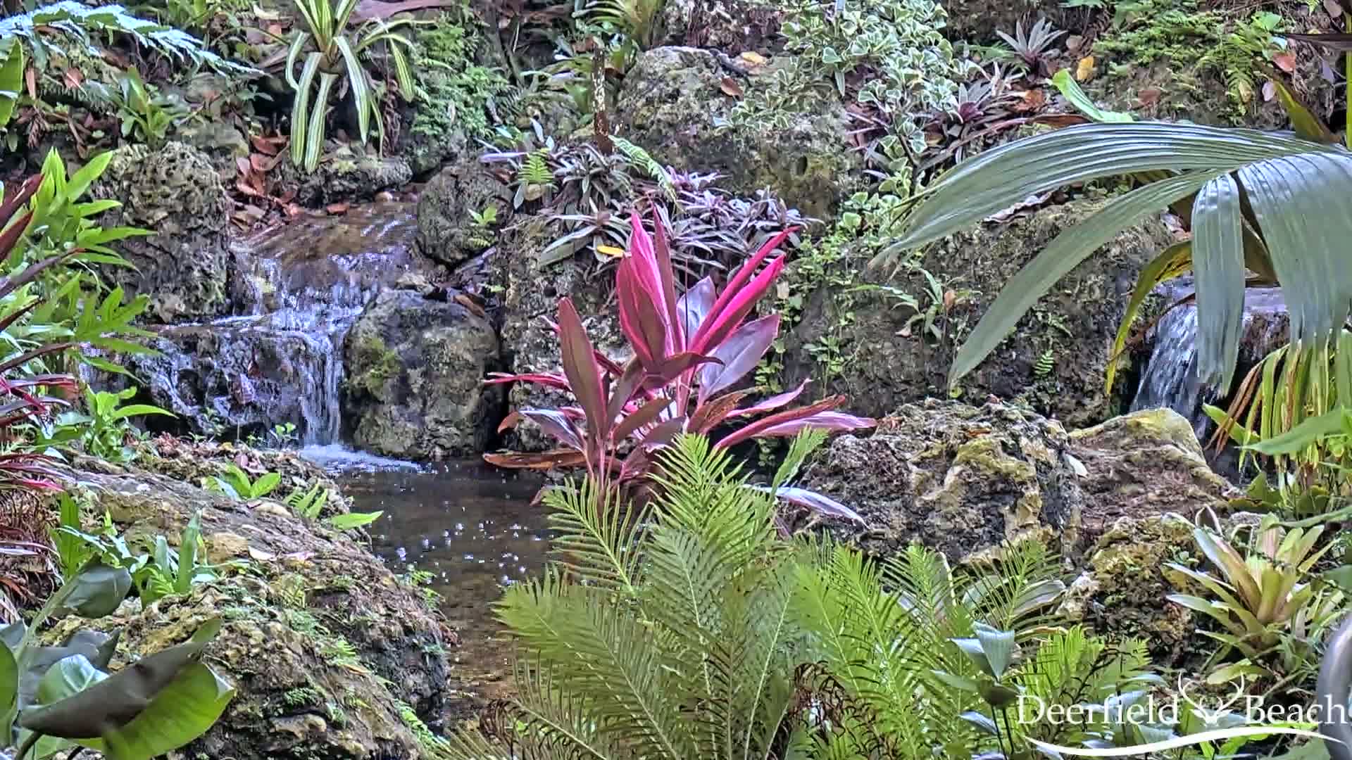 Deerfield Beach City Arboretum at Constitution Park Live Cam - Deerfield Beach, Broward, Florida, USA