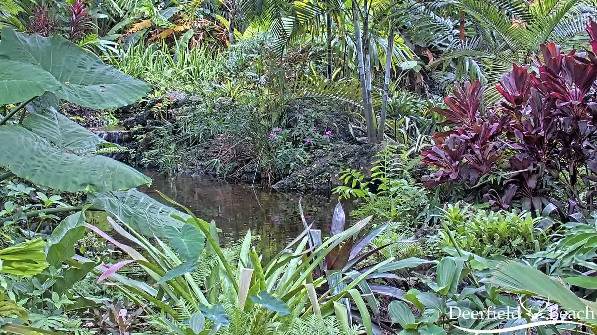 Deerfield Beach City Arboretum at Constitution Park Live Cam - Deerfield Beach, Broward, Florida, USA