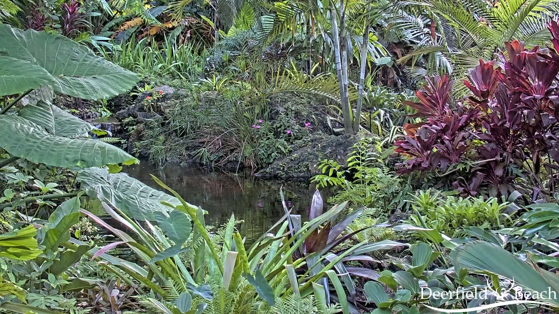 Deerfield Beach City Arboretum at Constitution Park Live Cam - Deerfield Beach, Broward, Florida, USA