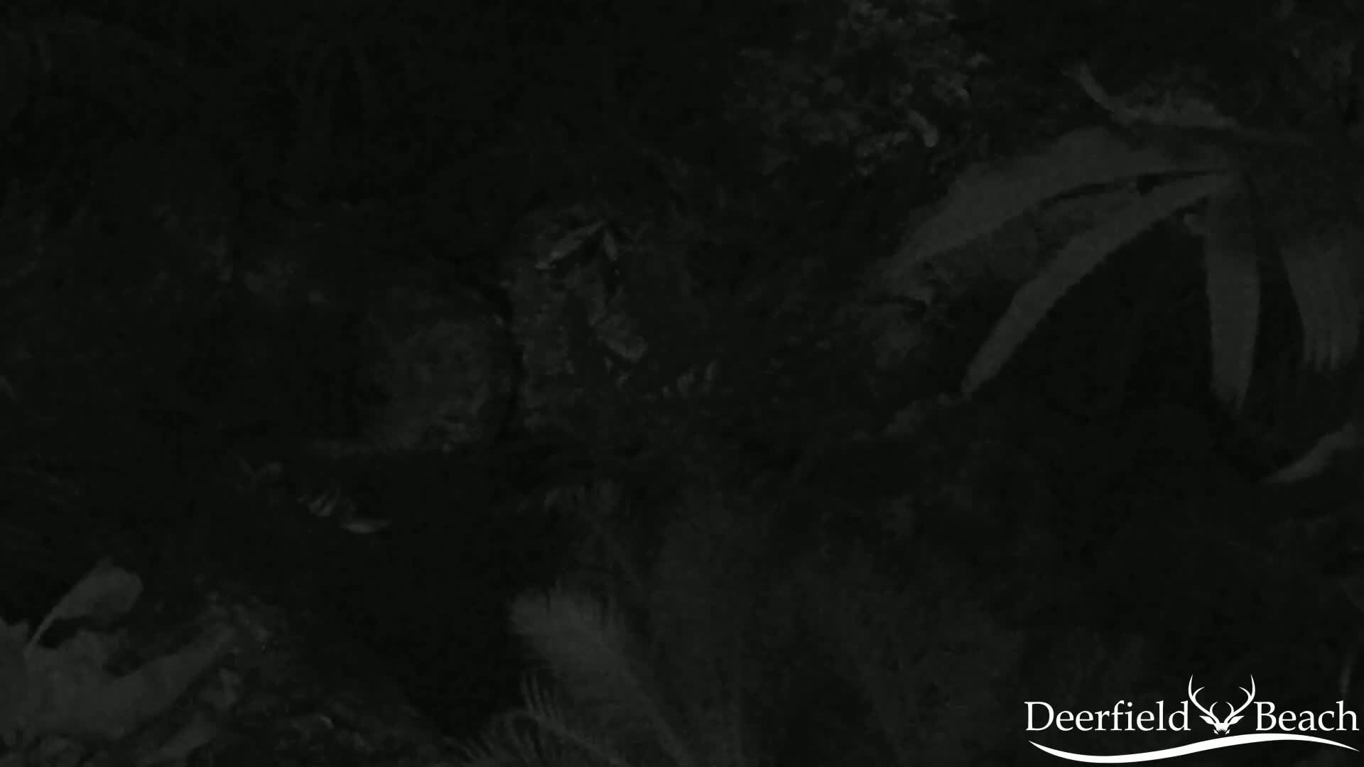 Deerfield Beach City Arboretum at Constitution Park Live Cam - Deerfield Beach, Broward, Florida, USA