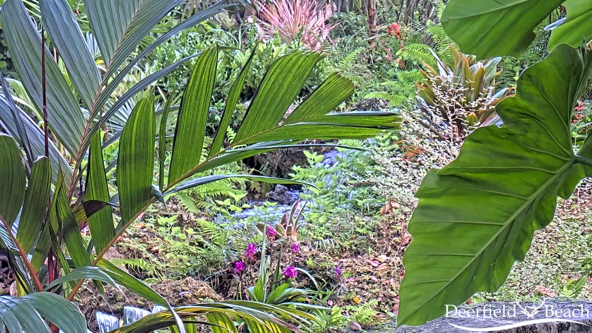 Deerfield Beach City Arboretum at Constitution Park Live Cam - Deerfield Beach, Broward, Florida, USA