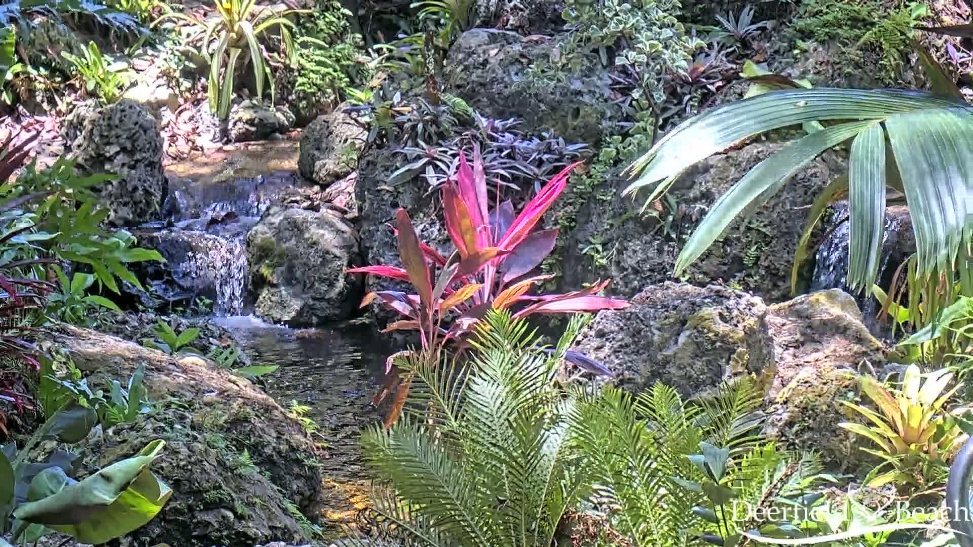 Deerfield Beach City Arboretum at Constitution Park Live Cam - Deerfield Beach, Broward, Florida, USA