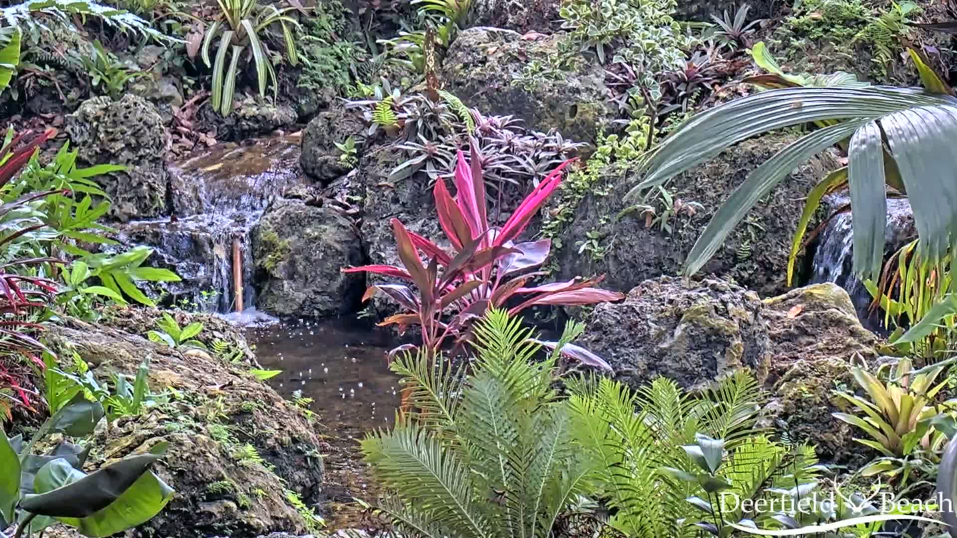 Deerfield Beach City Arboretum at Constitution Park Live Cam - Deerfield Beach, Broward, Florida, USA