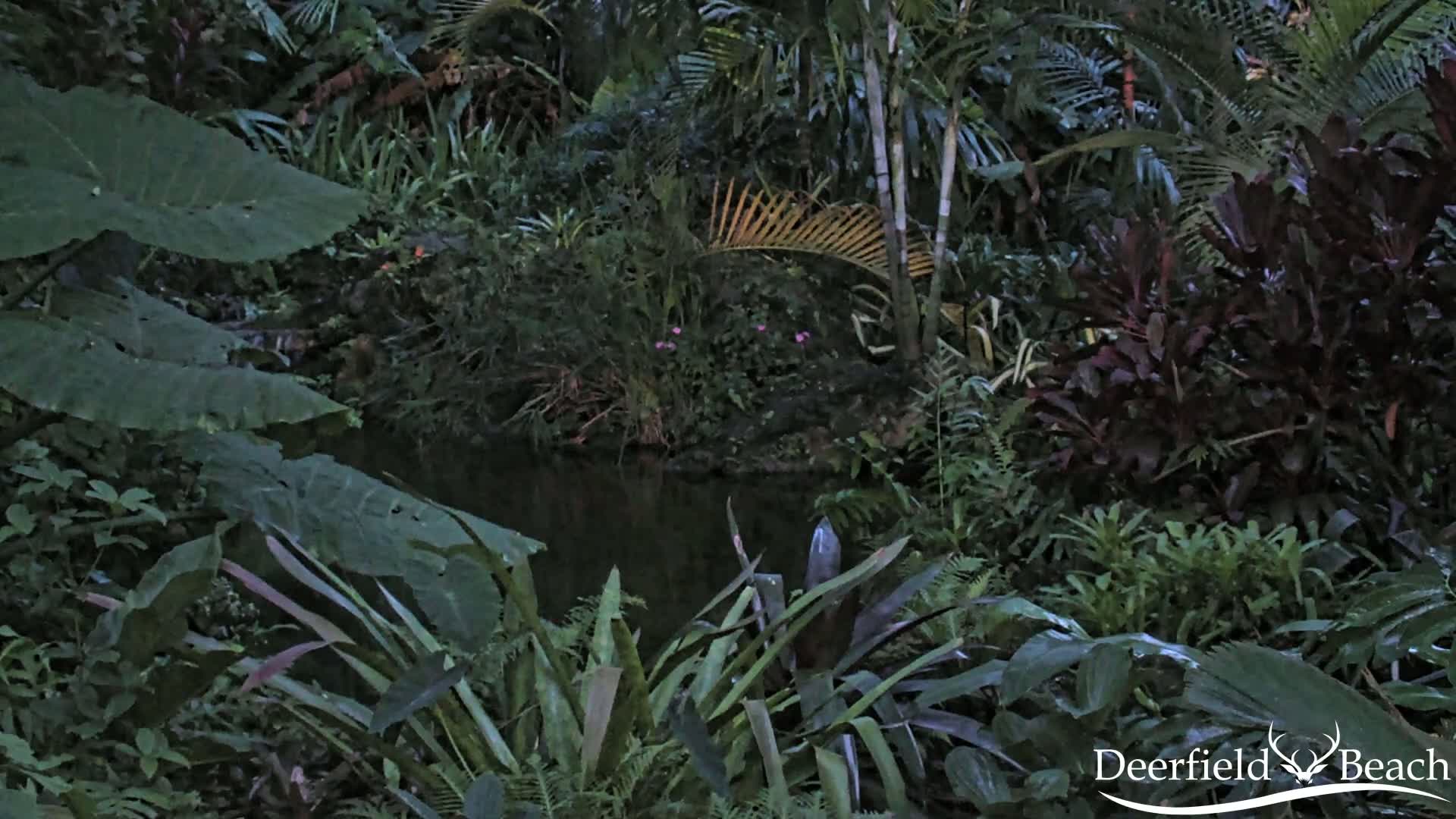 Deerfield Beach City Arboretum at Constitution Park Live Cam - Deerfield Beach, Broward, Florida, USA