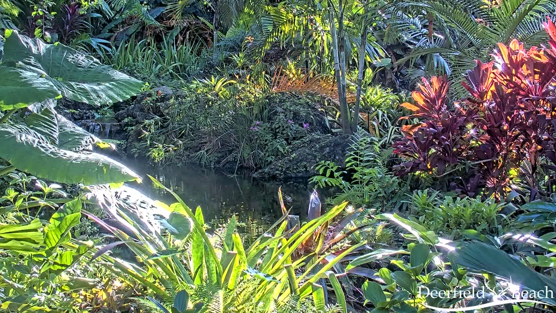 Deerfield Beach City Arboretum at Constitution Park Live Cam - Deerfield Beach, Broward, Florida, USA