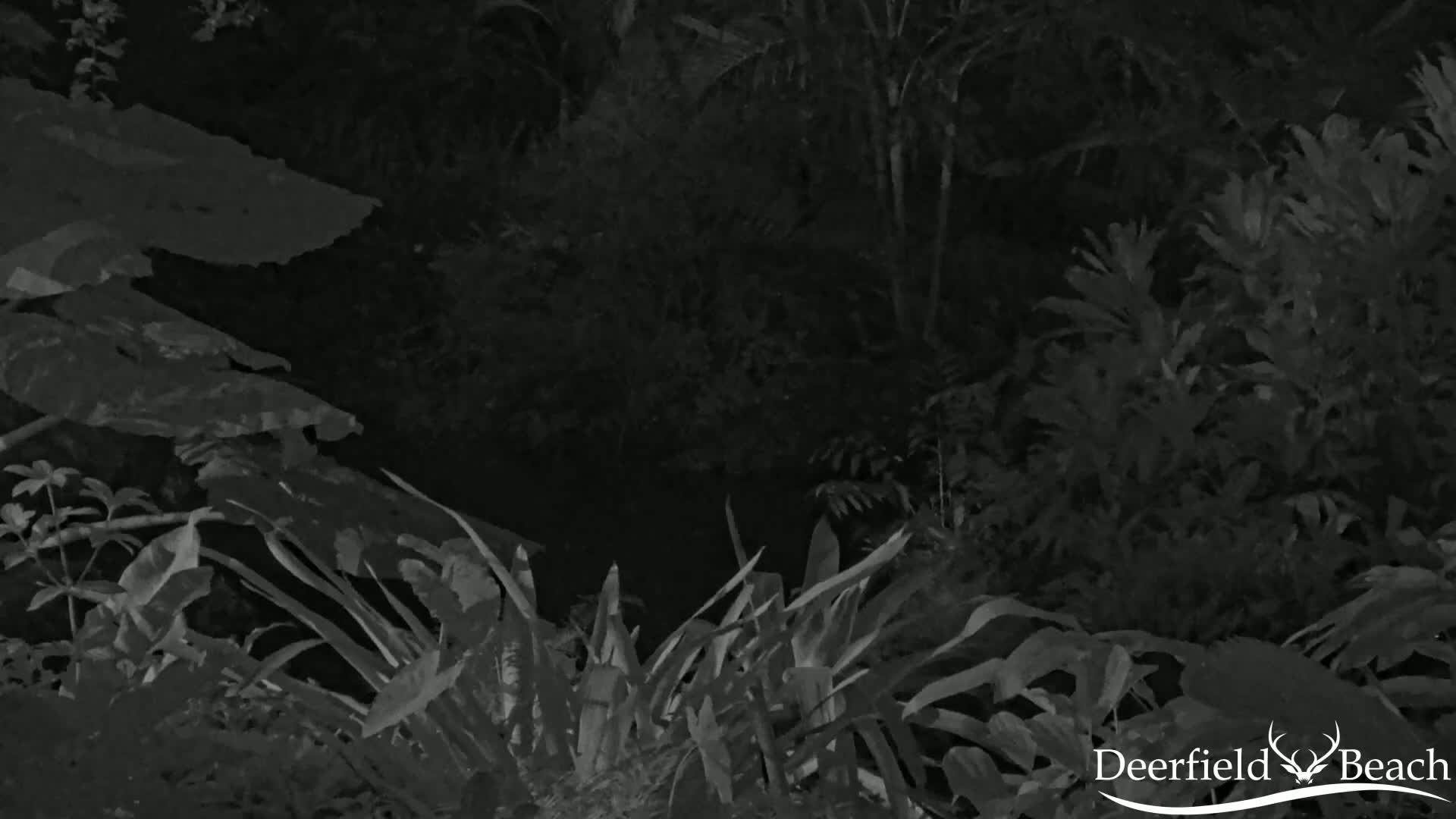 A nighttime, grayscale image shows dense, leafy foliage.
