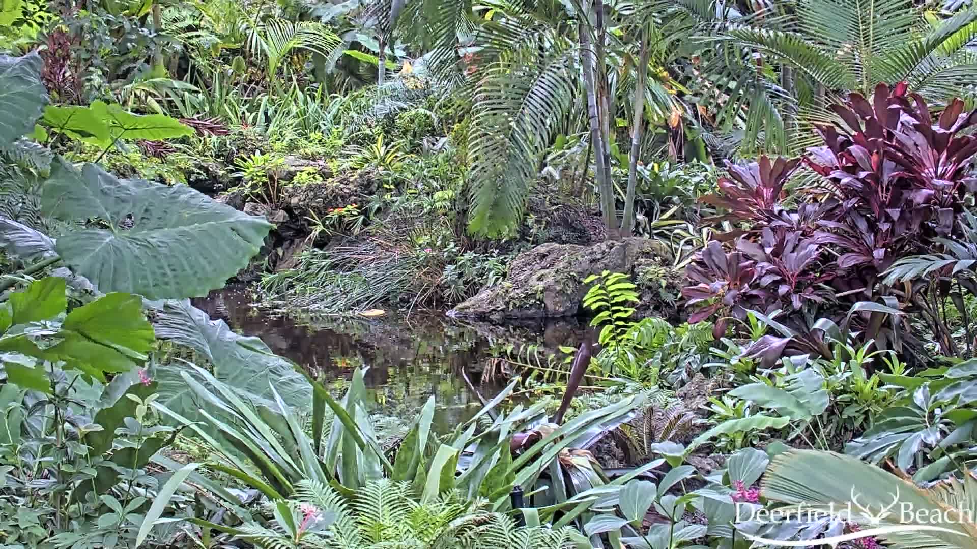 Deerfield Beach City Arboretum at Constitution Park Live Cam - Deerfield Beach, Broward, Florida, USA