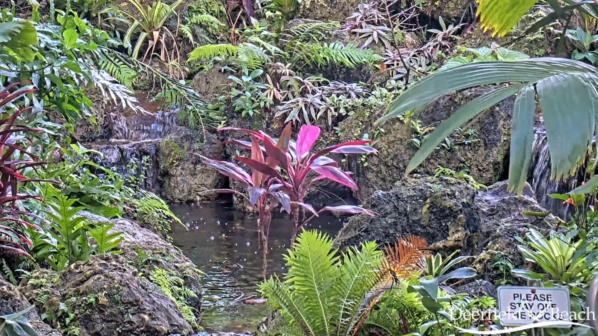 Deerfield Beach City Arboretum at Constitution Park Live Cam - Deerfield Beach, Broward, Florida, USA