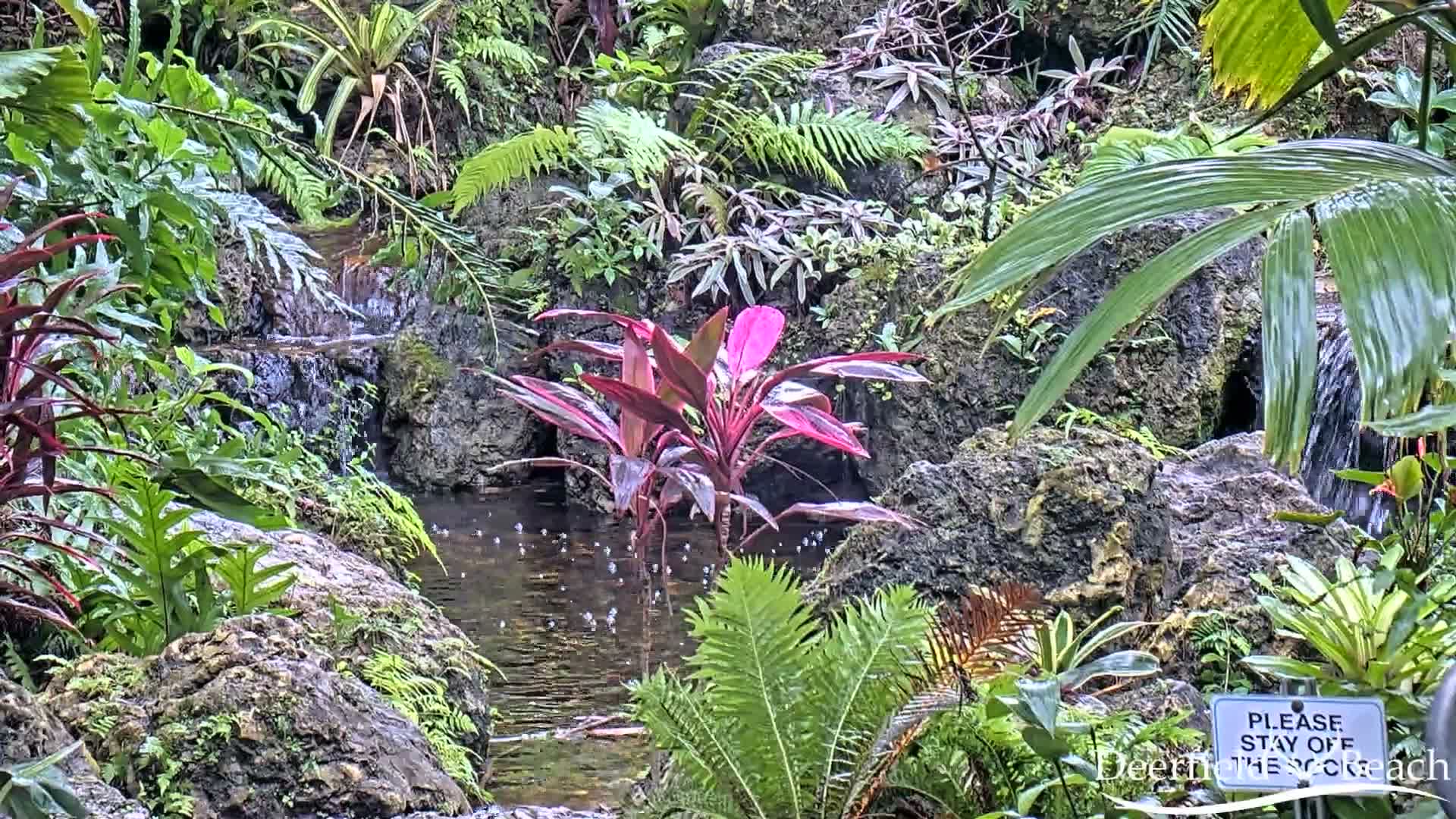 Deerfield Beach City Arboretum at Constitution Park Live Cam - Deerfield Beach, Broward, Florida, USA