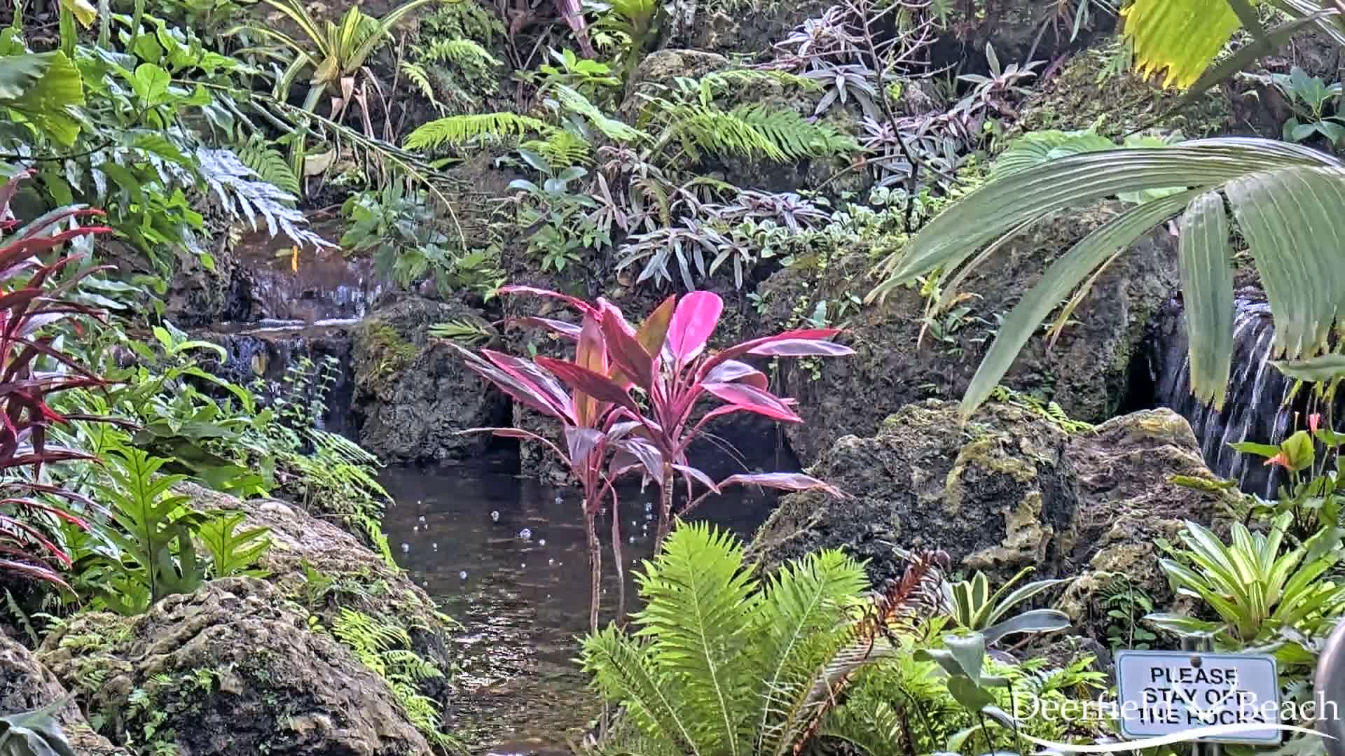 Deerfield Beach City Arboretum at Constitution Park Live Cam - Deerfield Beach, Broward, Florida, USA