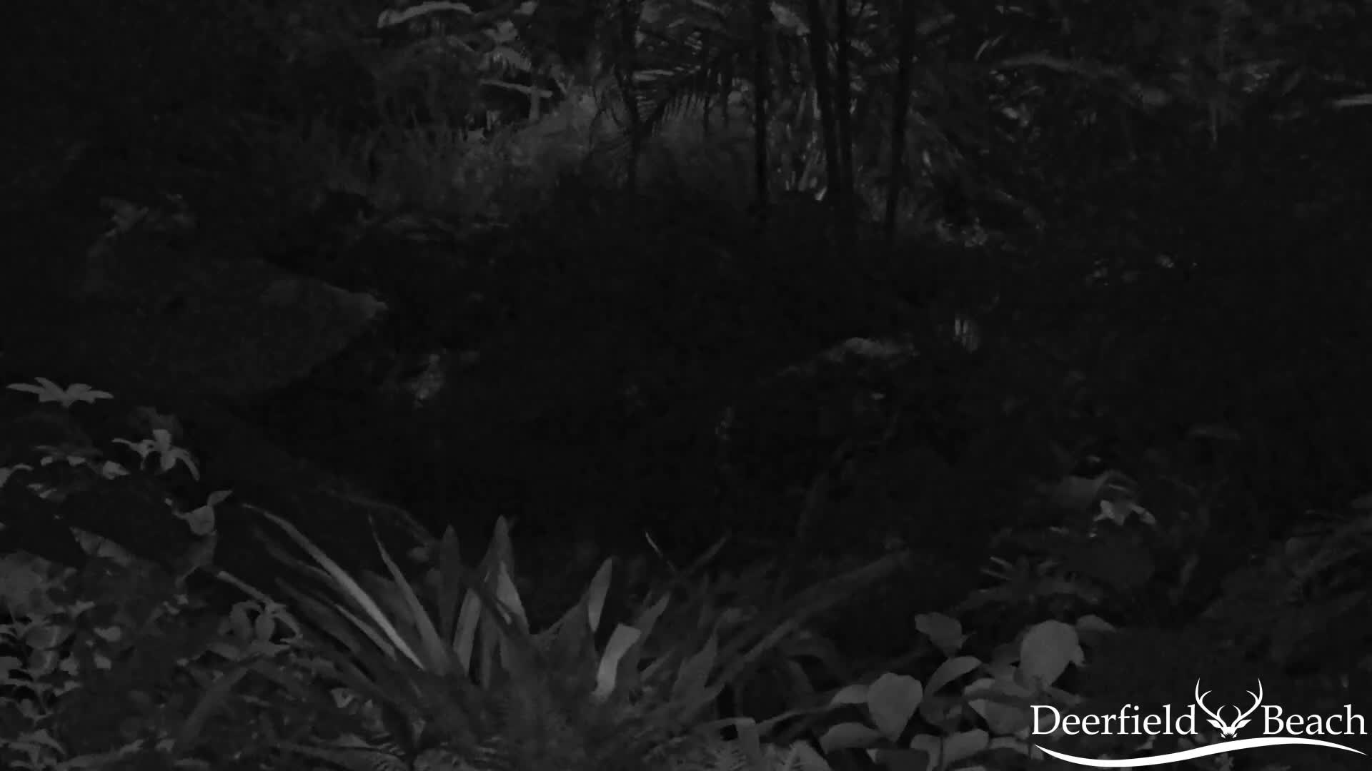 Deerfield Beach City Arboretum at Constitution Park Live Cam - Deerfield Beach, Broward, Florida, USA