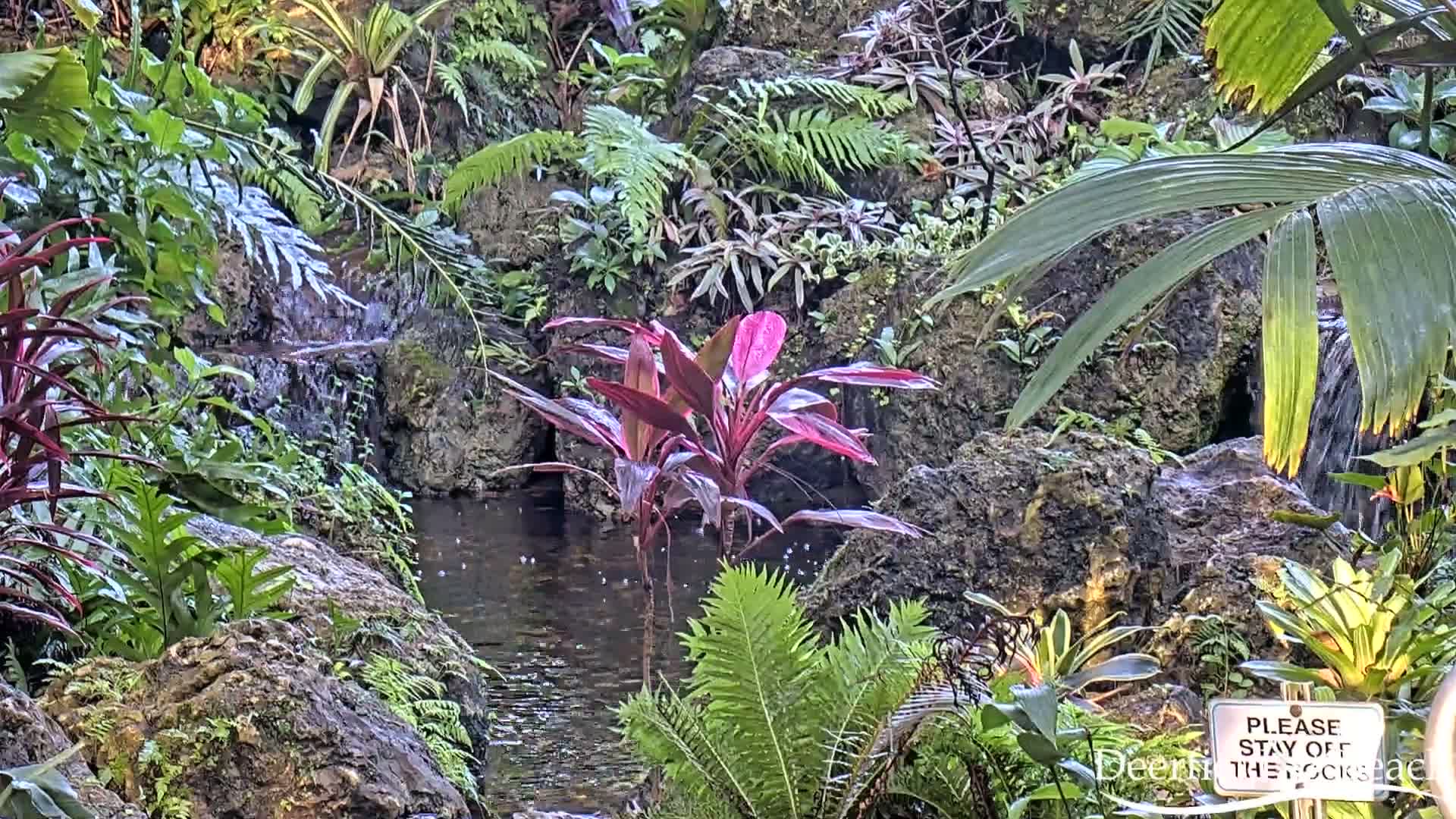 Deerfield Beach City Arboretum at Constitution Park Live Cam - Deerfield Beach, Broward, Florida, USA