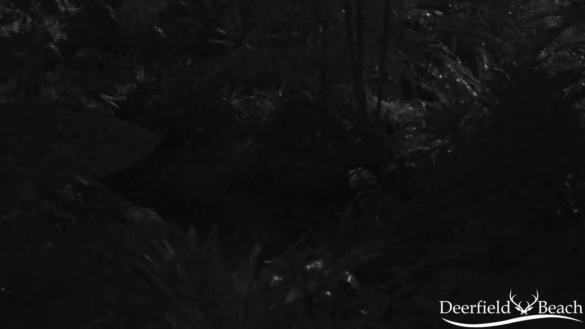 The image depicts a very dark outdoor scene at night, filled with dense, textured foliage dimly visible and subtly reflecting light.