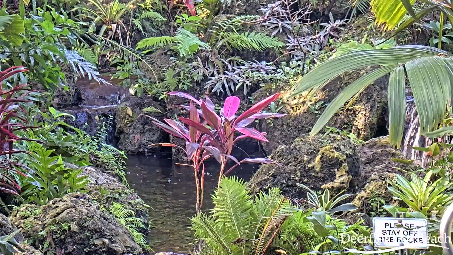 Deerfield Beach City Arboretum at Constitution Park Live Cam - Deerfield Beach, Broward, Florida, USA