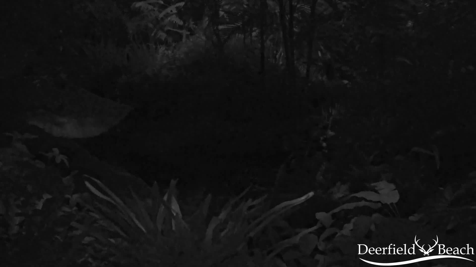 Deerfield Beach City Arboretum at Constitution Park Live Cam - Deerfield Beach, Broward, Florida, USA