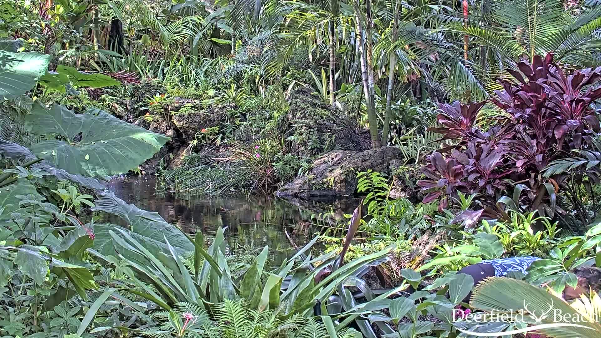 Deerfield Beach City Arboretum at Constitution Park Live Cam - Deerfield Beach, Broward, Florida, USA