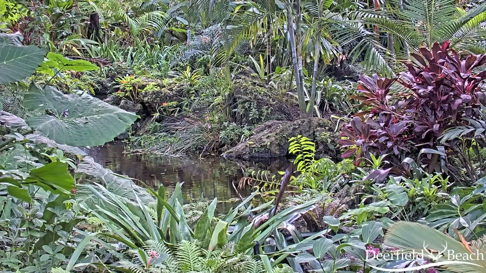 Deerfield Beach City Arboretum at Constitution Park Live Cam - Deerfield Beach, Broward, Florida, USA