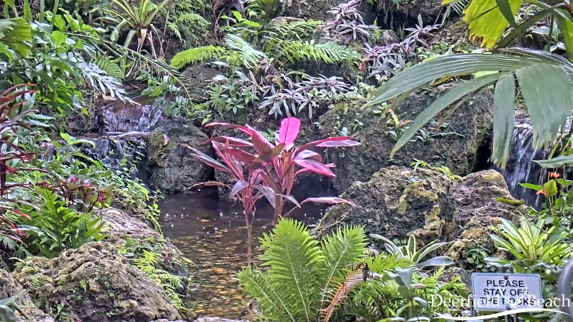 Deerfield Beach City Arboretum at Constitution Park Live Cam - Deerfield Beach, Broward, Florida, USA