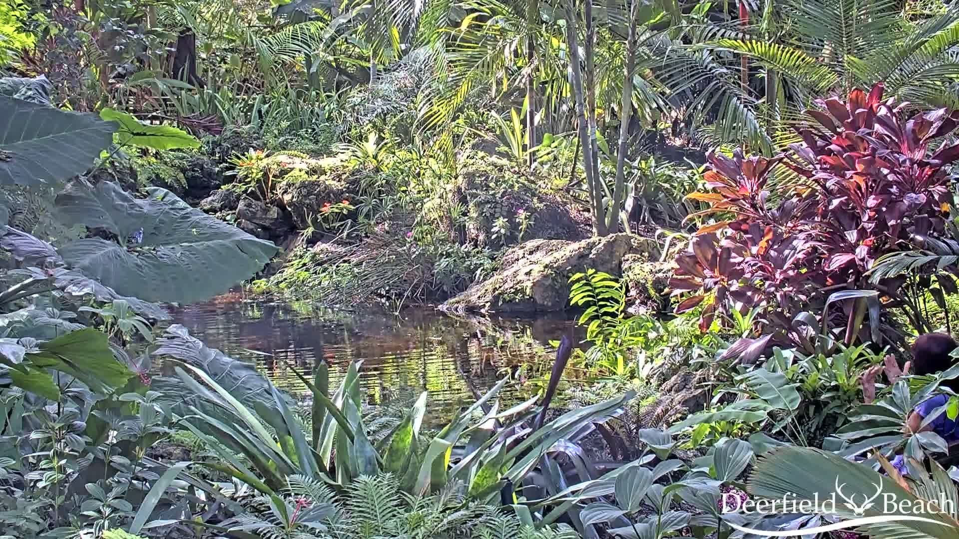 Deerfield Beach City Arboretum at Constitution Park Live Cam - Deerfield Beach, Broward, Florida, USA