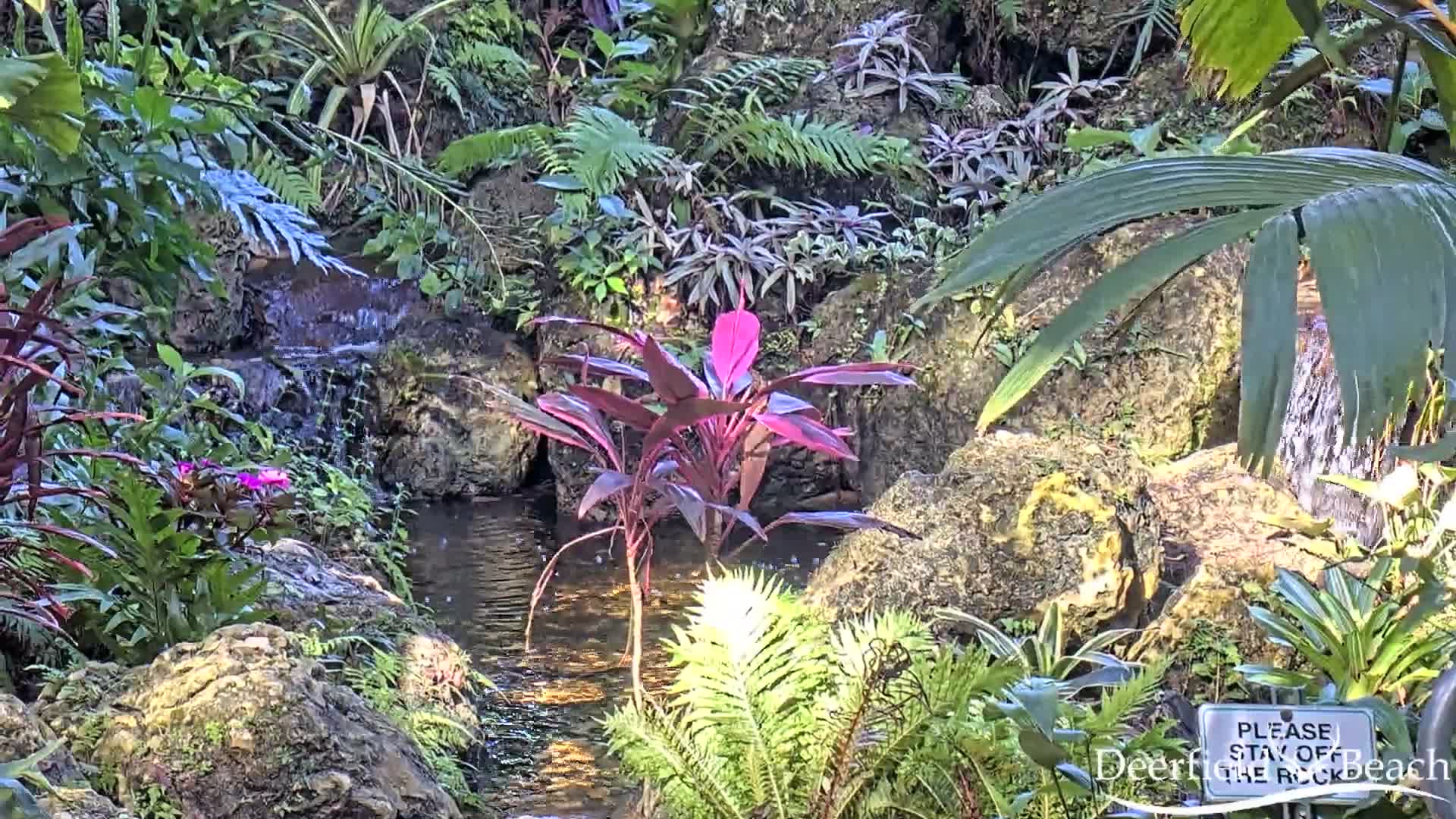 Deerfield Beach City Arboretum at Constitution Park Live Cam - Deerfield Beach, Broward, Florida, USA