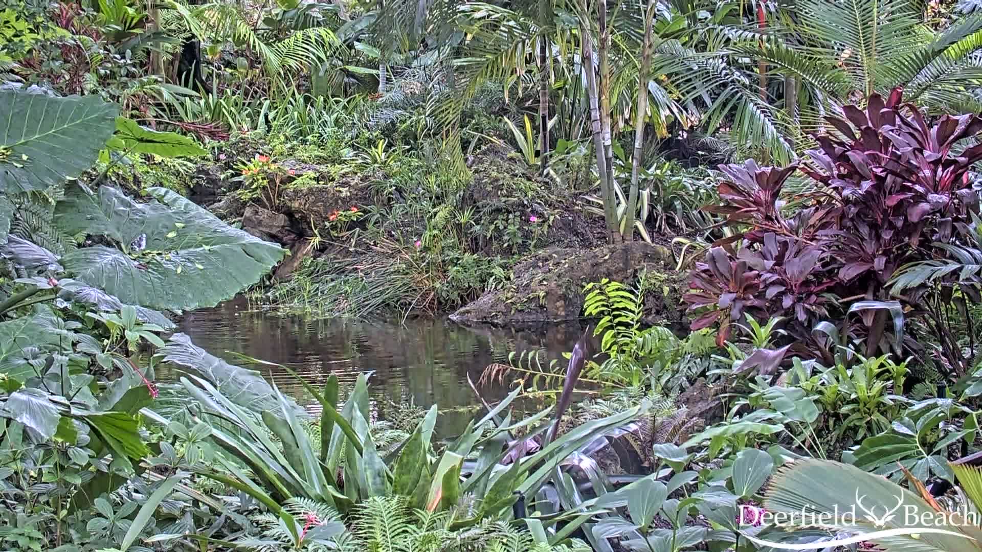 The image depicts a very dark outdoor scene at night, filled with dense, textured foliage dimly visible and subtly reflecting light.