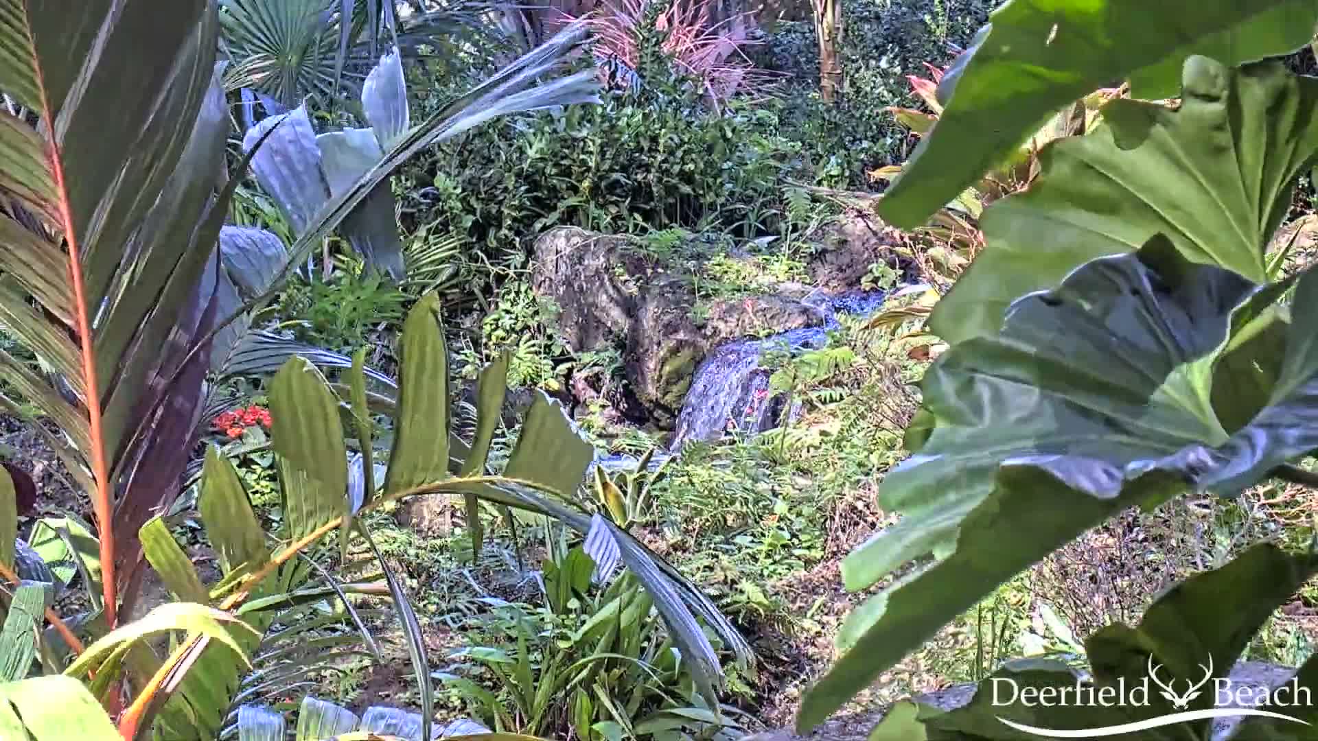 Deerfield Beach City Arboretum at Constitution Park Live Cam - Deerfield Beach, Broward, Florida, USA