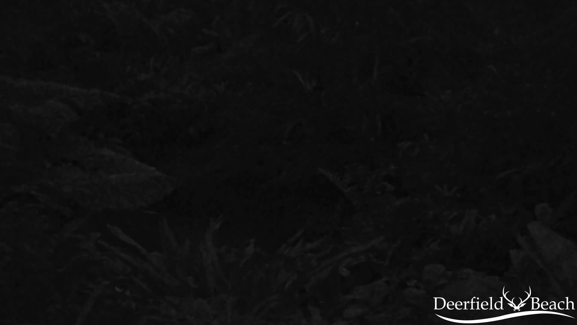 Deerfield Beach City Arboretum at Constitution Park Live Cam - Deerfield Beach, Broward, Florida, USA